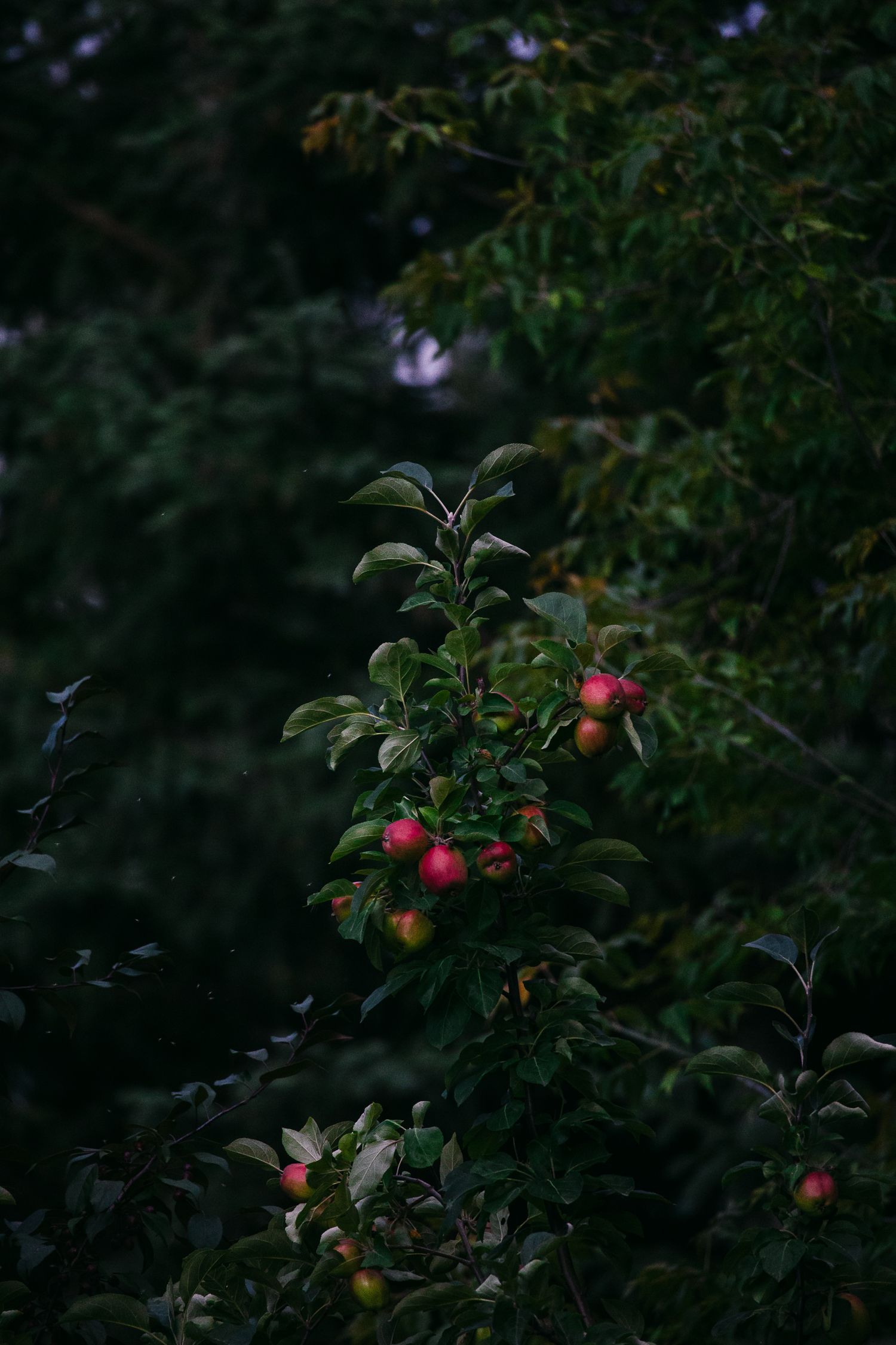 Dark moody image of red apples growing on a branch surrounded by lush green leaves.