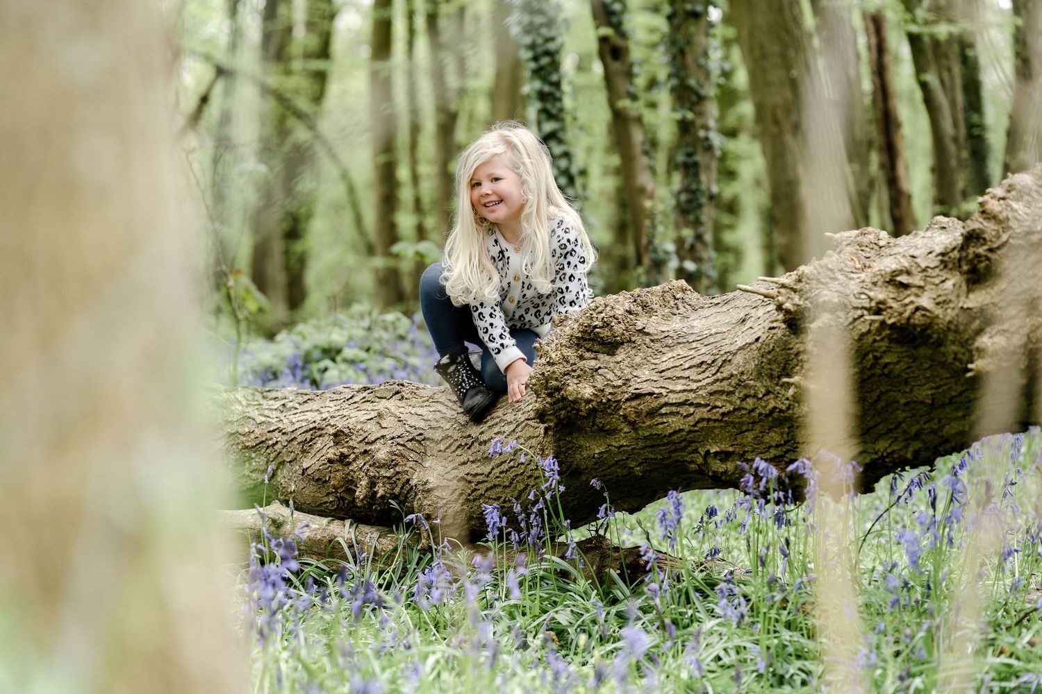 Woodland scene with bluebells carpeting the forest floor beneath tall trees.