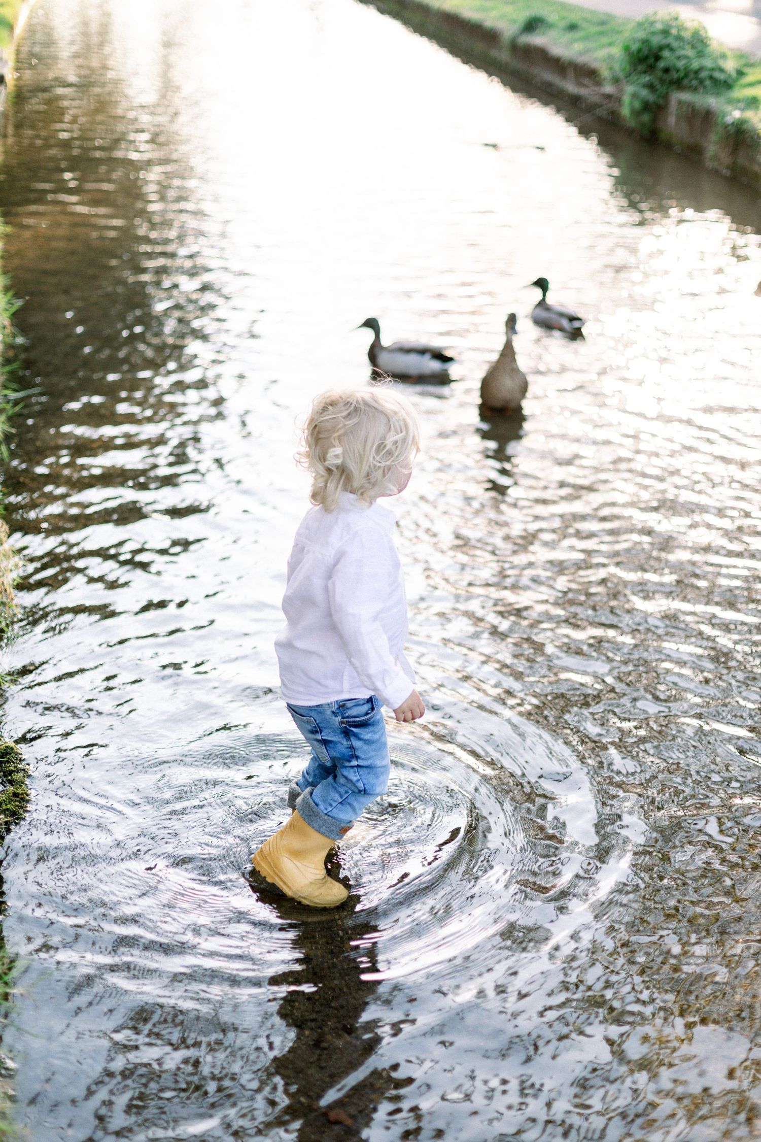 Toddler in yellow boots wading in shallow water near ducks on a sunny day.