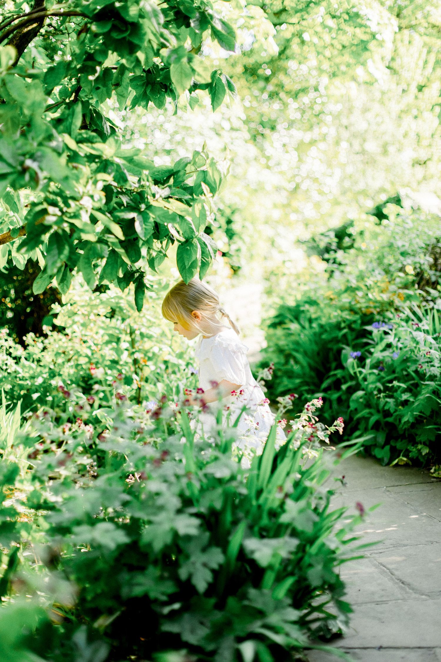 Dreamy garden scene with soft focus foliage and flowers in natural sunlight.