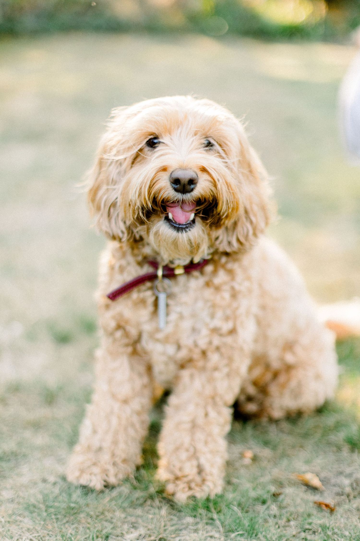 A fluffy goldendoodle dog lying in the grass with a happy expression.