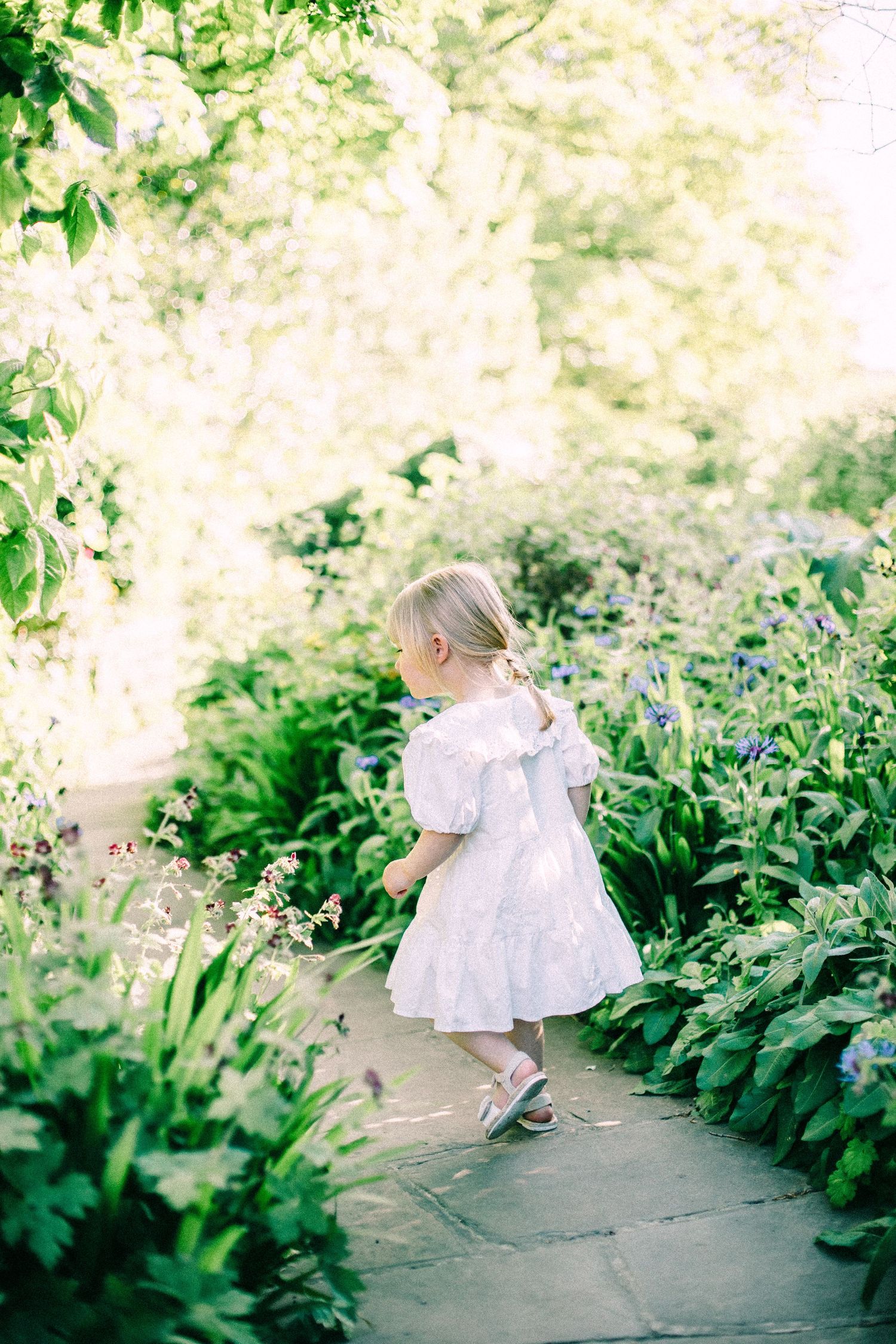Little girl in a white ruffled dress and sandals walks along a stone garden path lined with lush green plants and blue flowers.