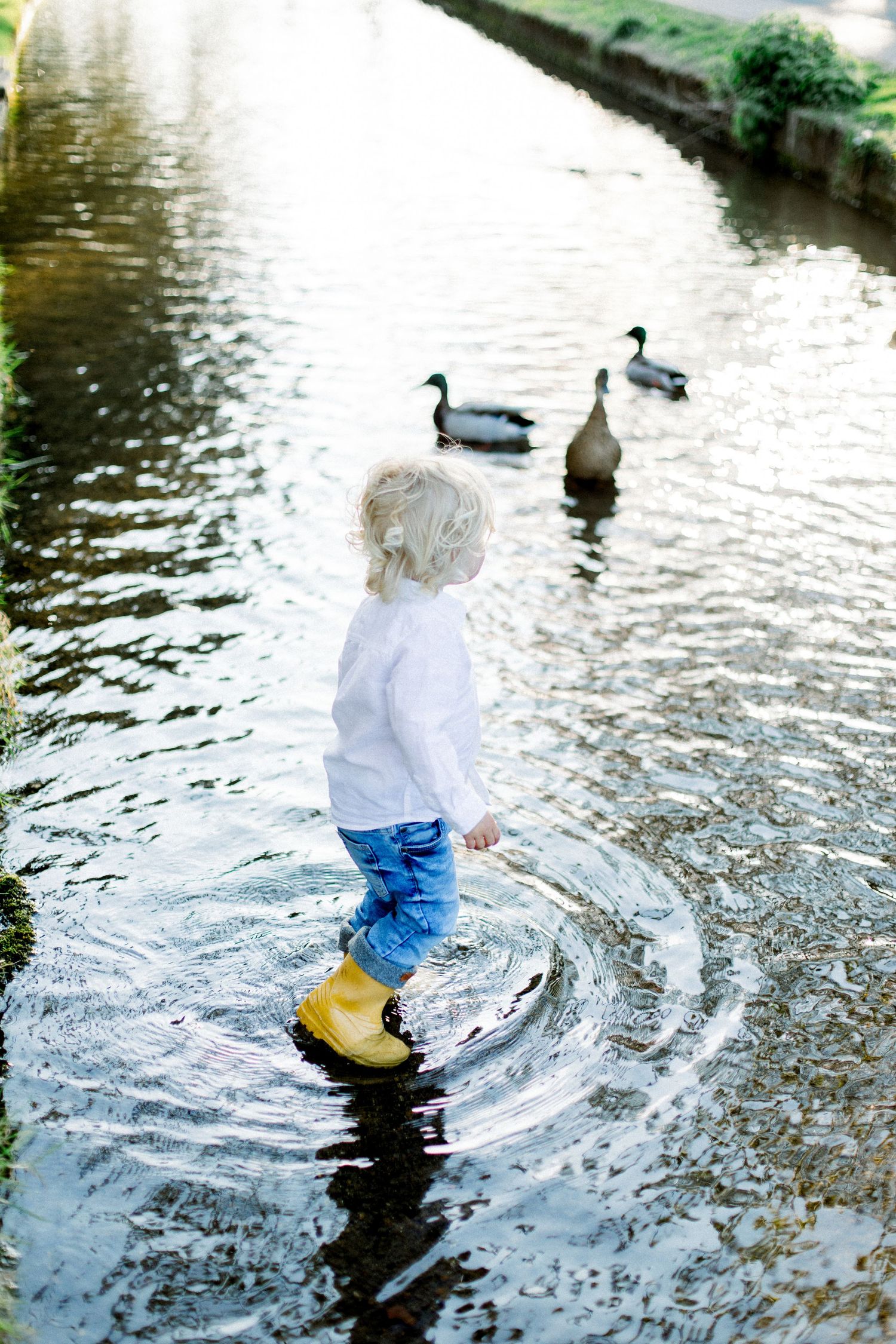 A child in yellow boots stands in shallow water watching ducks swim by.