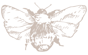 A detailed sketch illustration of a bumblebee in muted beige tones, featuring delicate wing and body details.