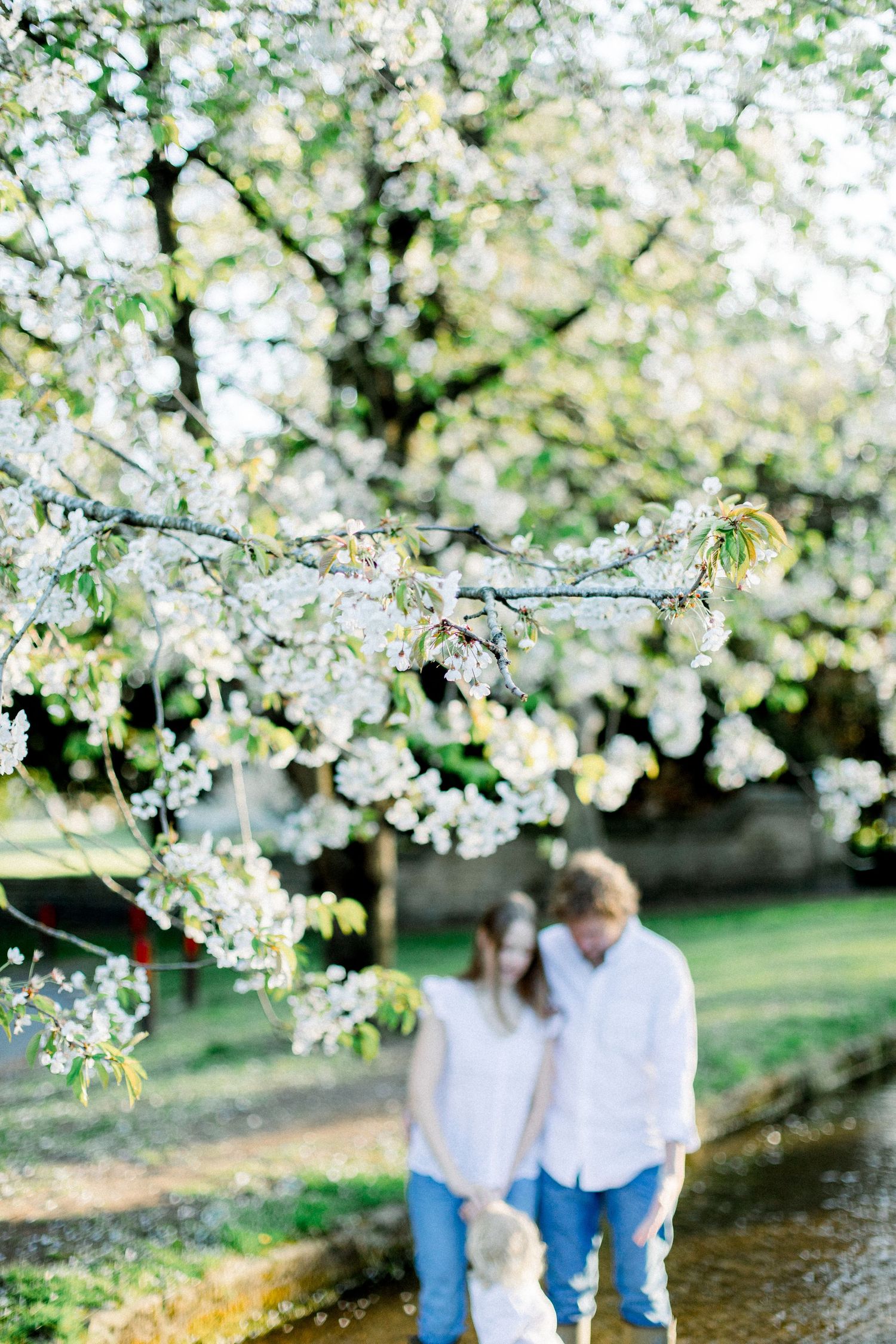 A couple holds hands with a child under blooming white cherry blossom trees near a serene stream in spring.
