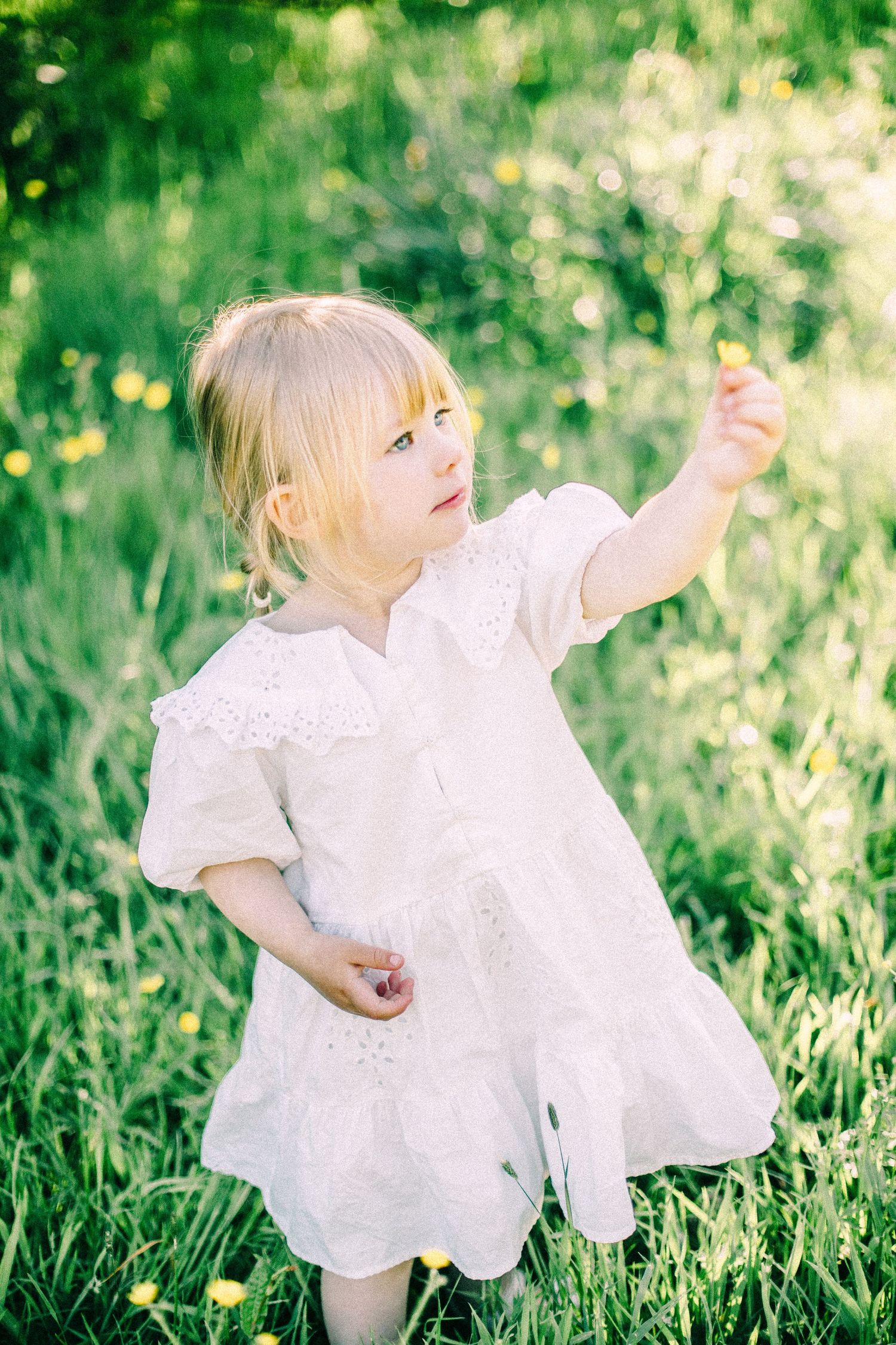 Toddler in a white lace dress holding a yellow buttercup flower while standing in a sunlit green meadow.