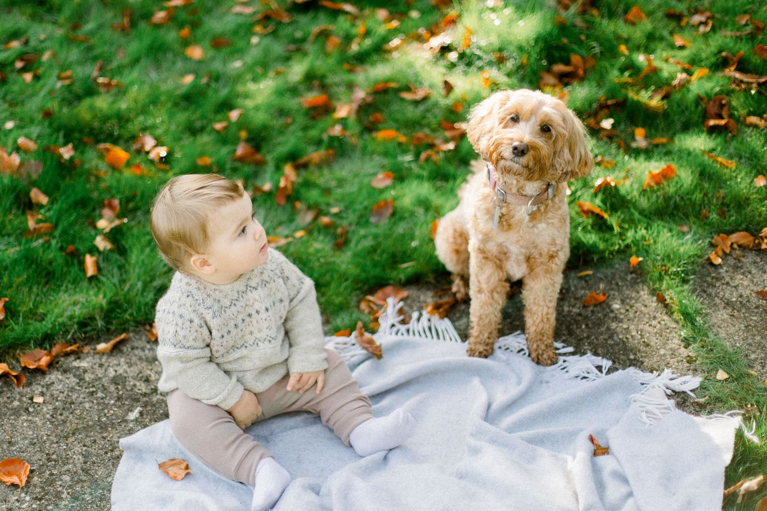A small child in a gray sweater sits on a blanket outdoors with a golden doodle dog surrounded by autumn leaves.