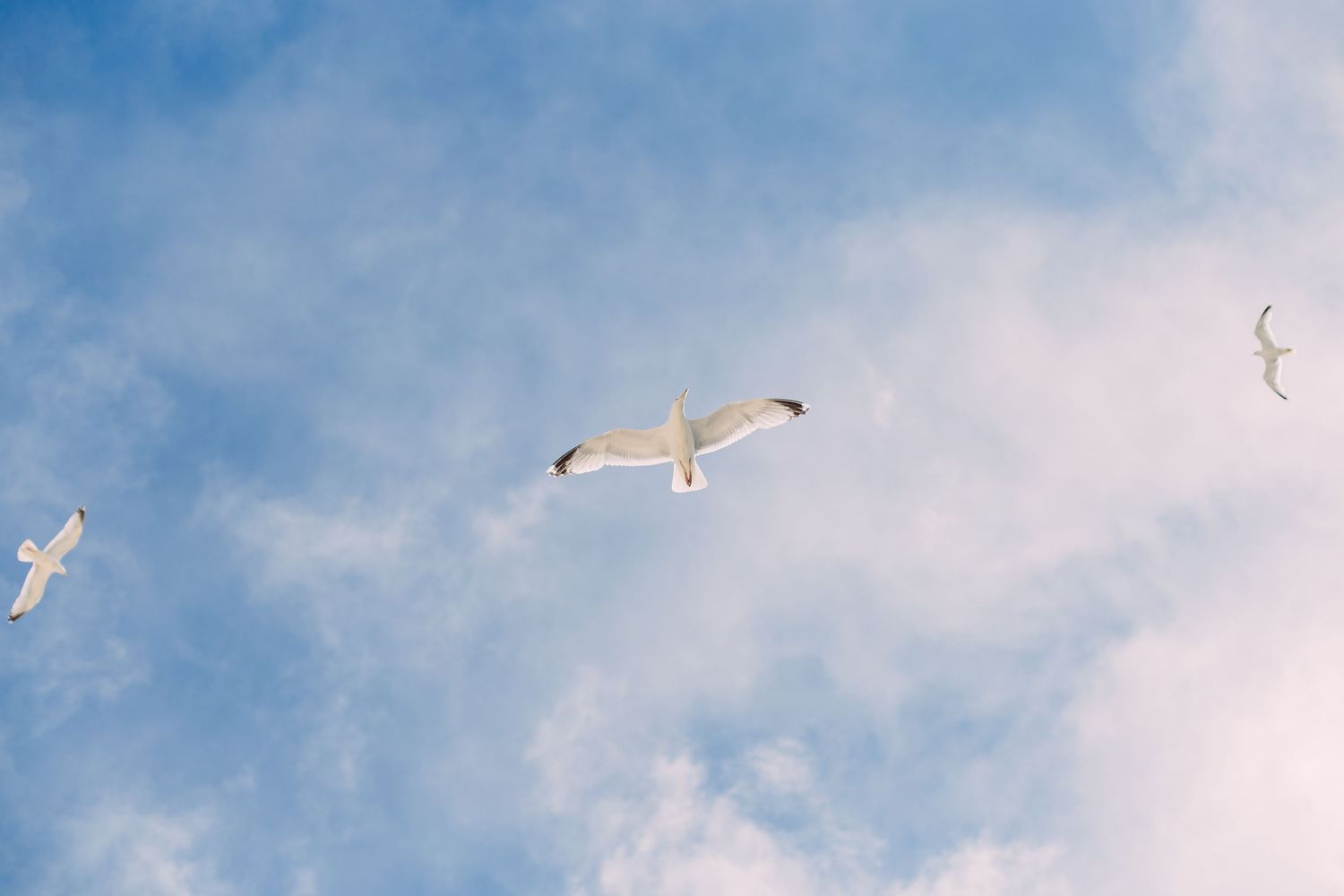 seagulls flying in the sky