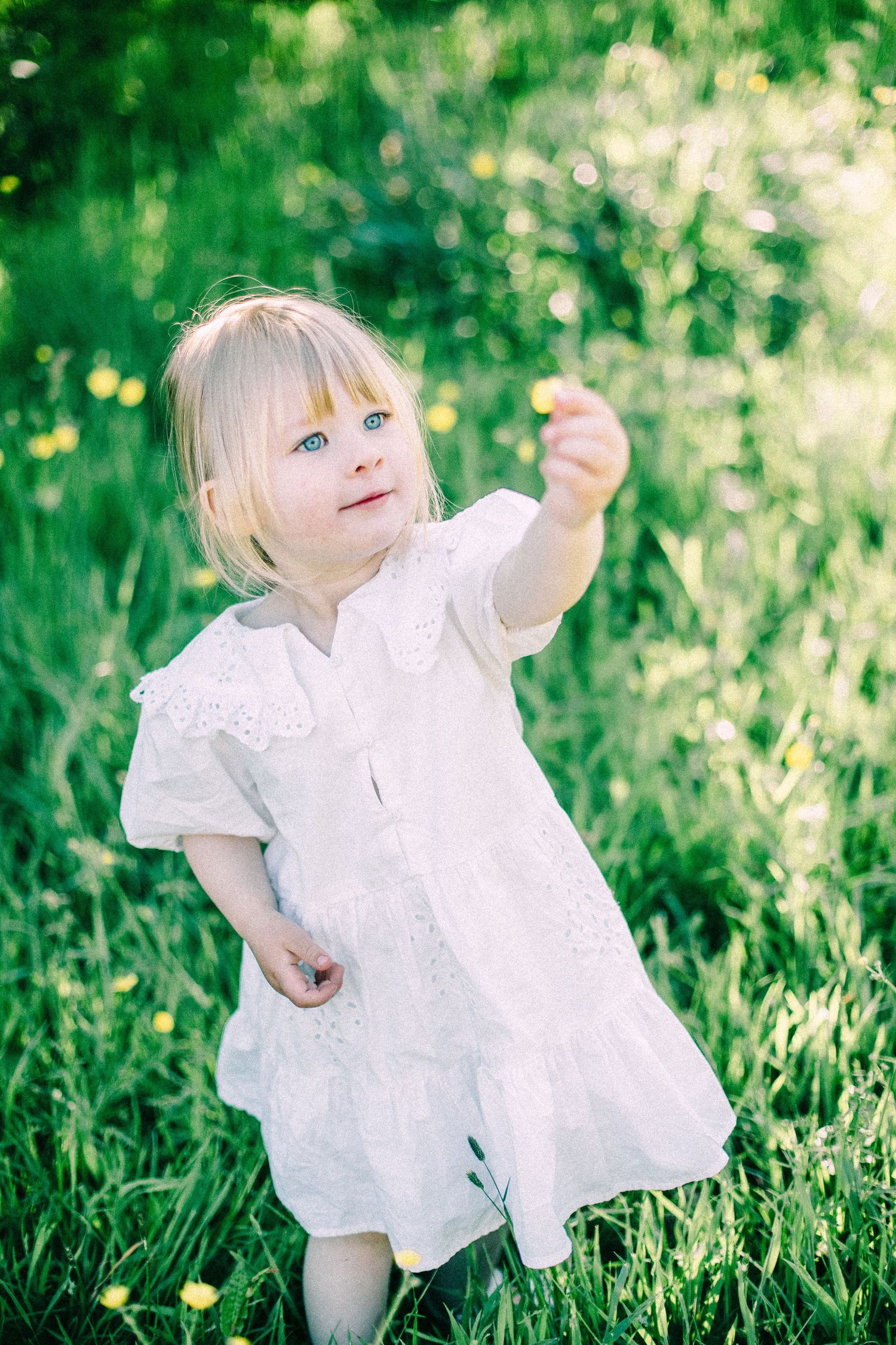 Toddler girl in a white lace dress holds up a yellow wildflower while standing in a sunny green meadow.