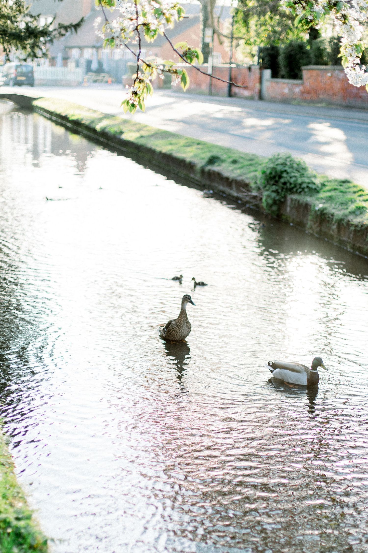 Ducks swimming in a serene urban canal with cherry blossom trees and brick buildings reflecting on calm water.
