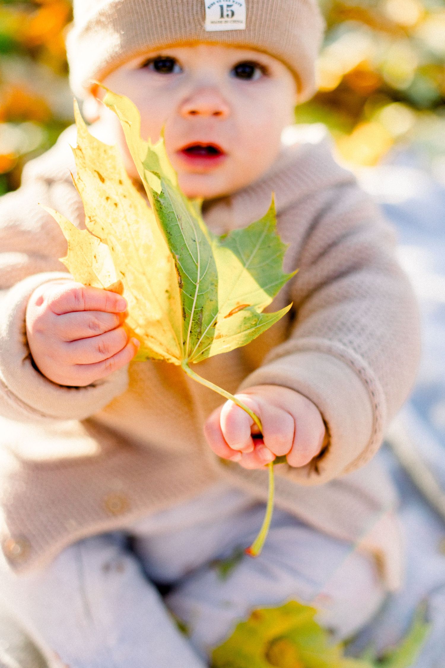 Baby in a knit sweater examining yellow autumn leaves in sunlight.