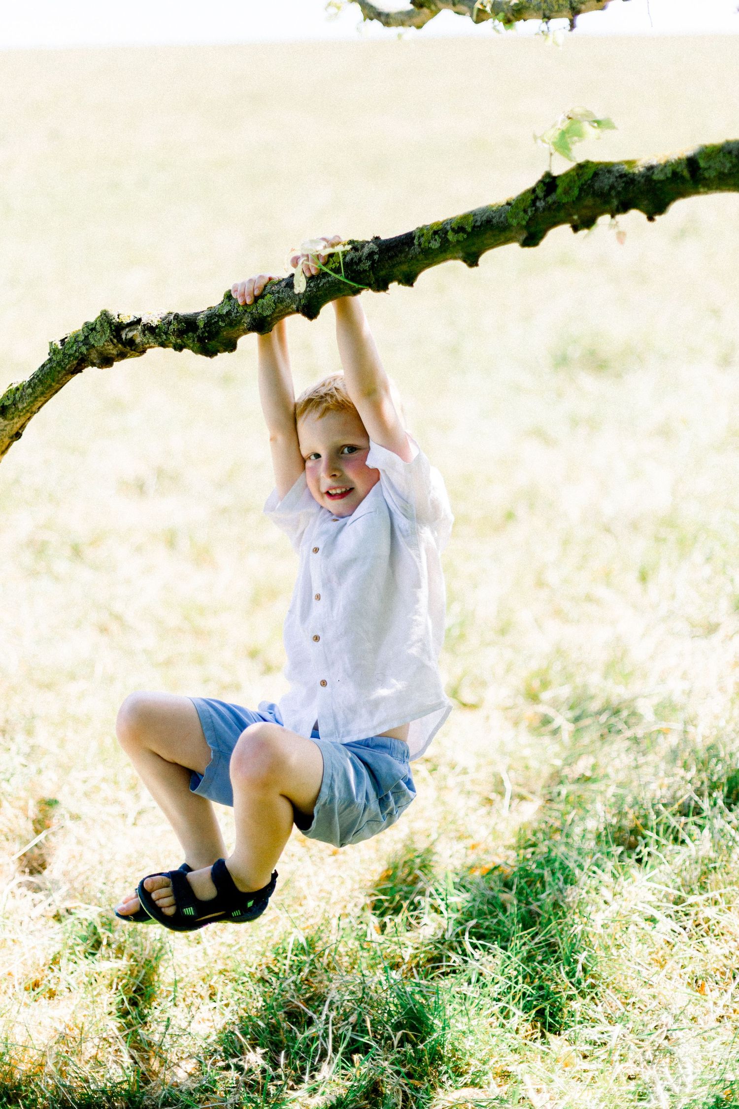 Action shots of someone hanging and swinging from a tree branch in golden sunlight.