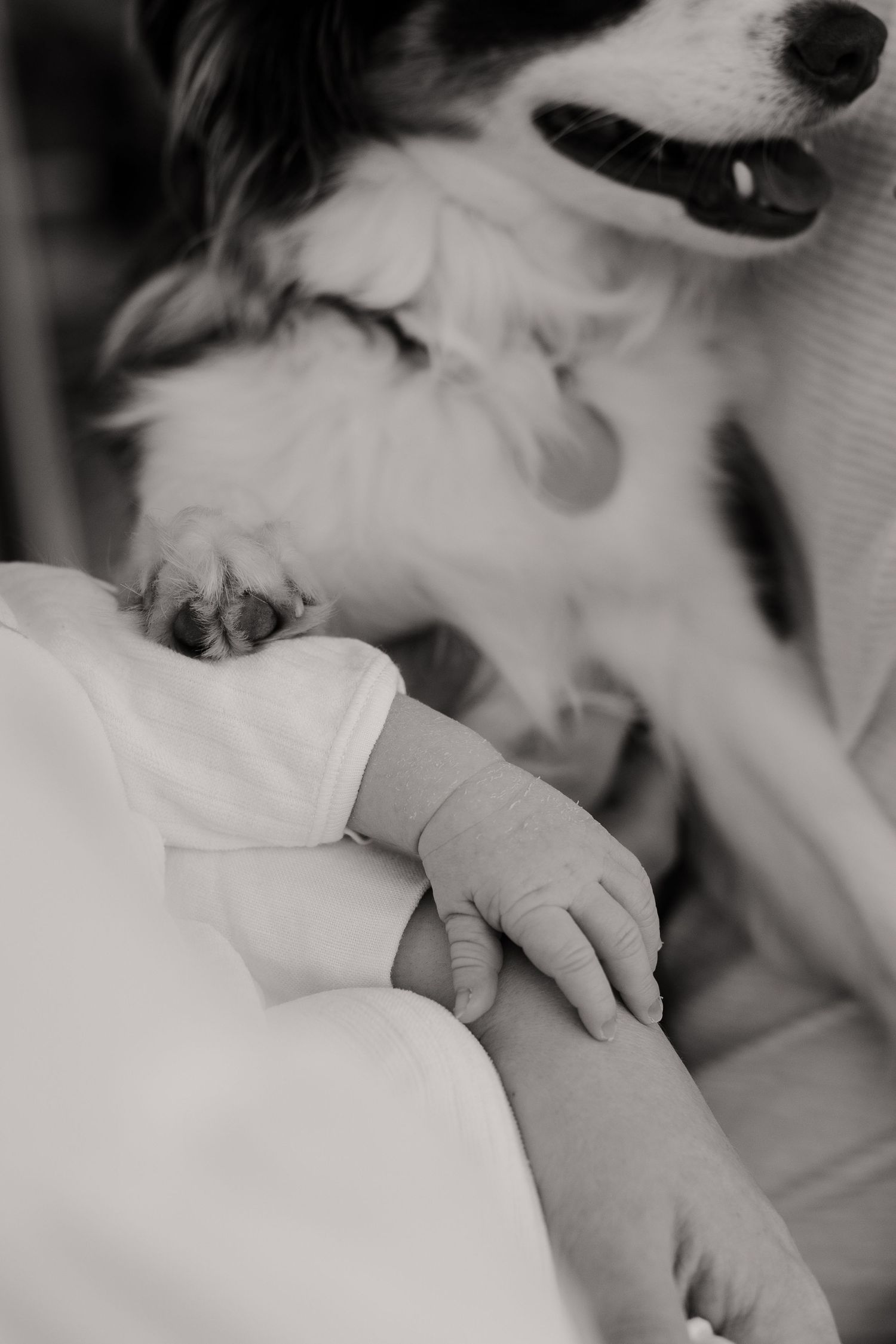 Photos de maternité - allaitement - naissance 
Elaine Noailles, photographe éditoriale Annecy Oyonnax Genève Lyon
France et suisse