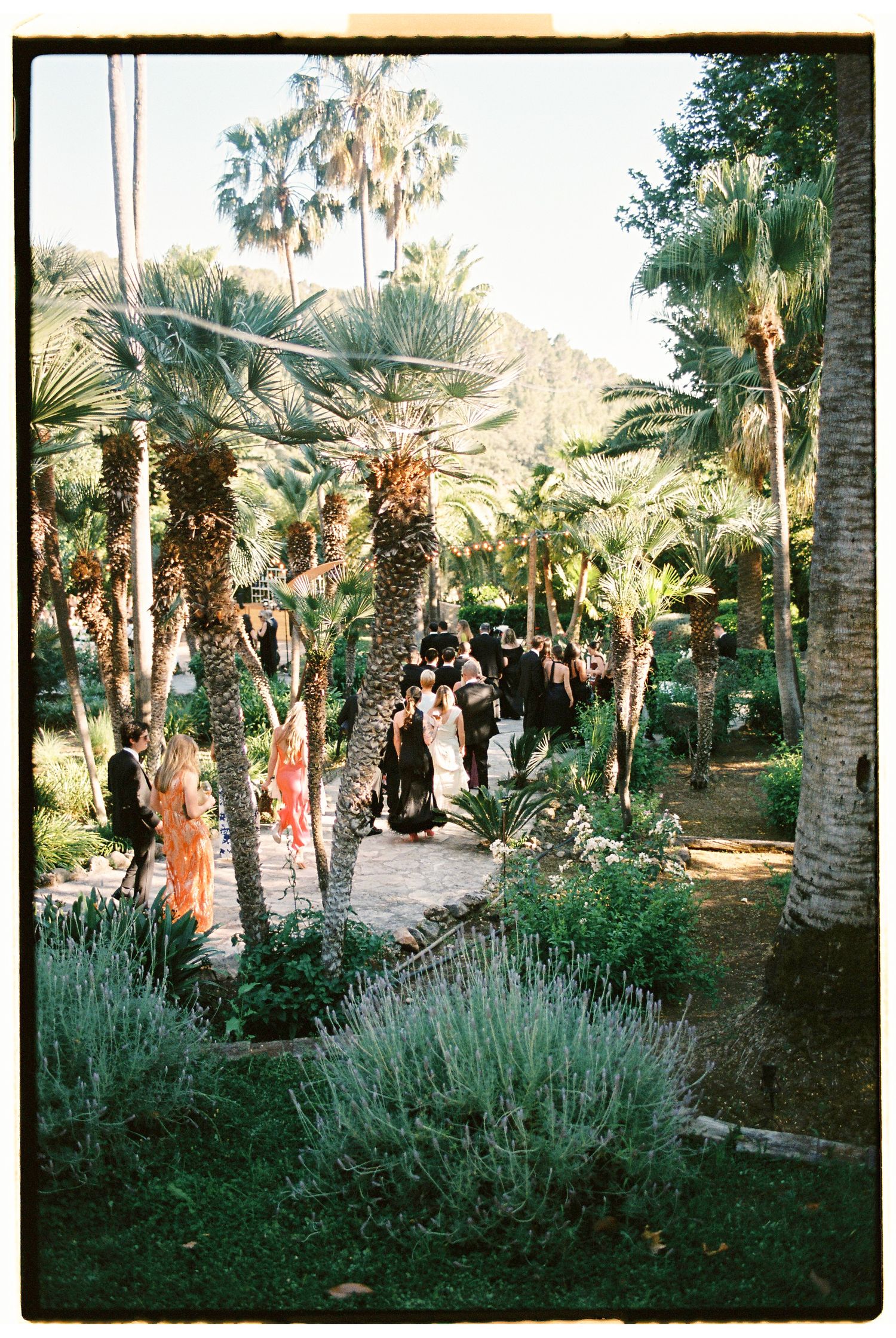 Guests gather among tall palm trees and lush gardens at an outdoor event with a mountain backdrop.