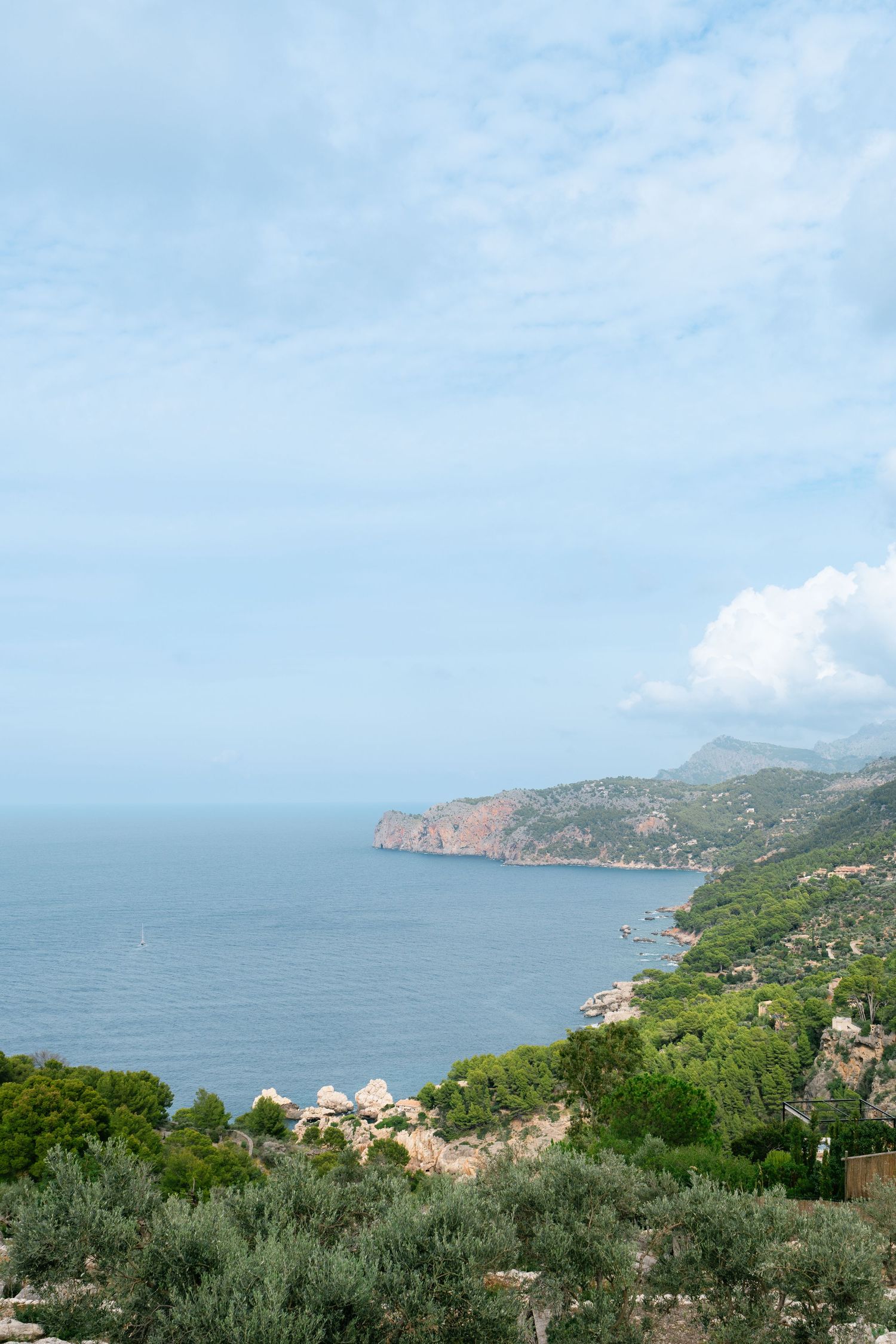 Panoramic coastal view of Mediterranean hillside with olive trees and blue ocean.