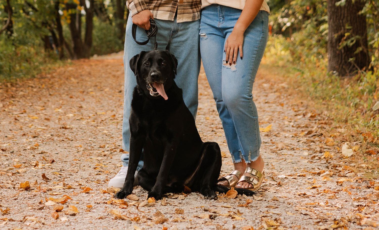 Celebration of life black lab with owners in the fall
