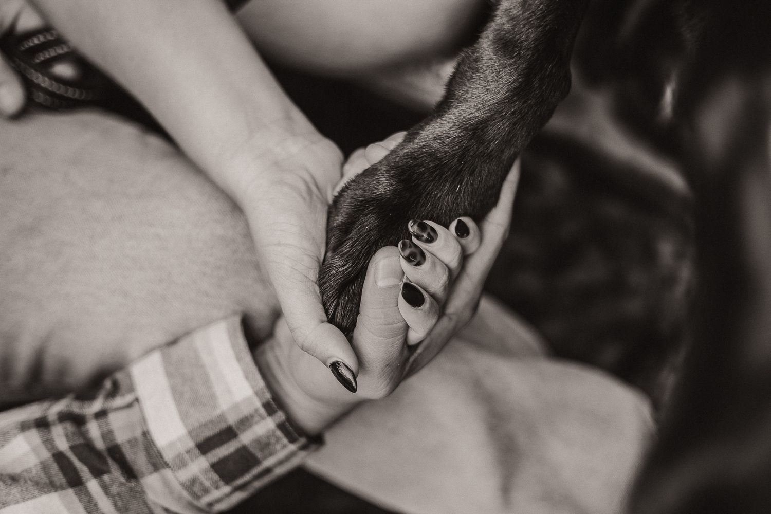 celebration of life owners holding pups paw in their hands