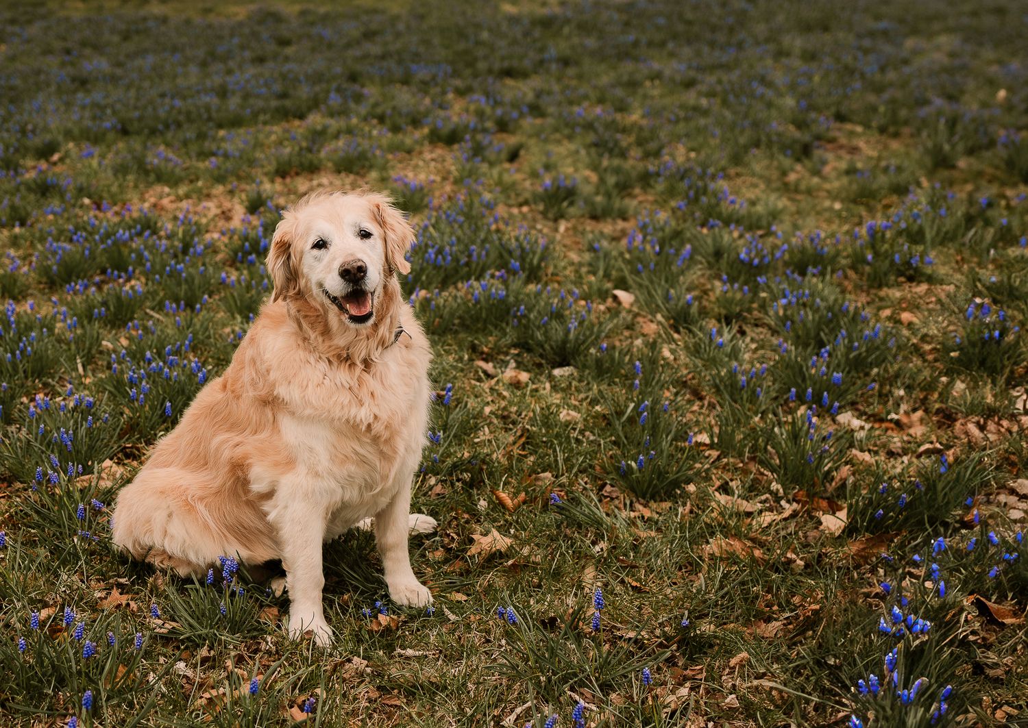 celebration of life golden retriever