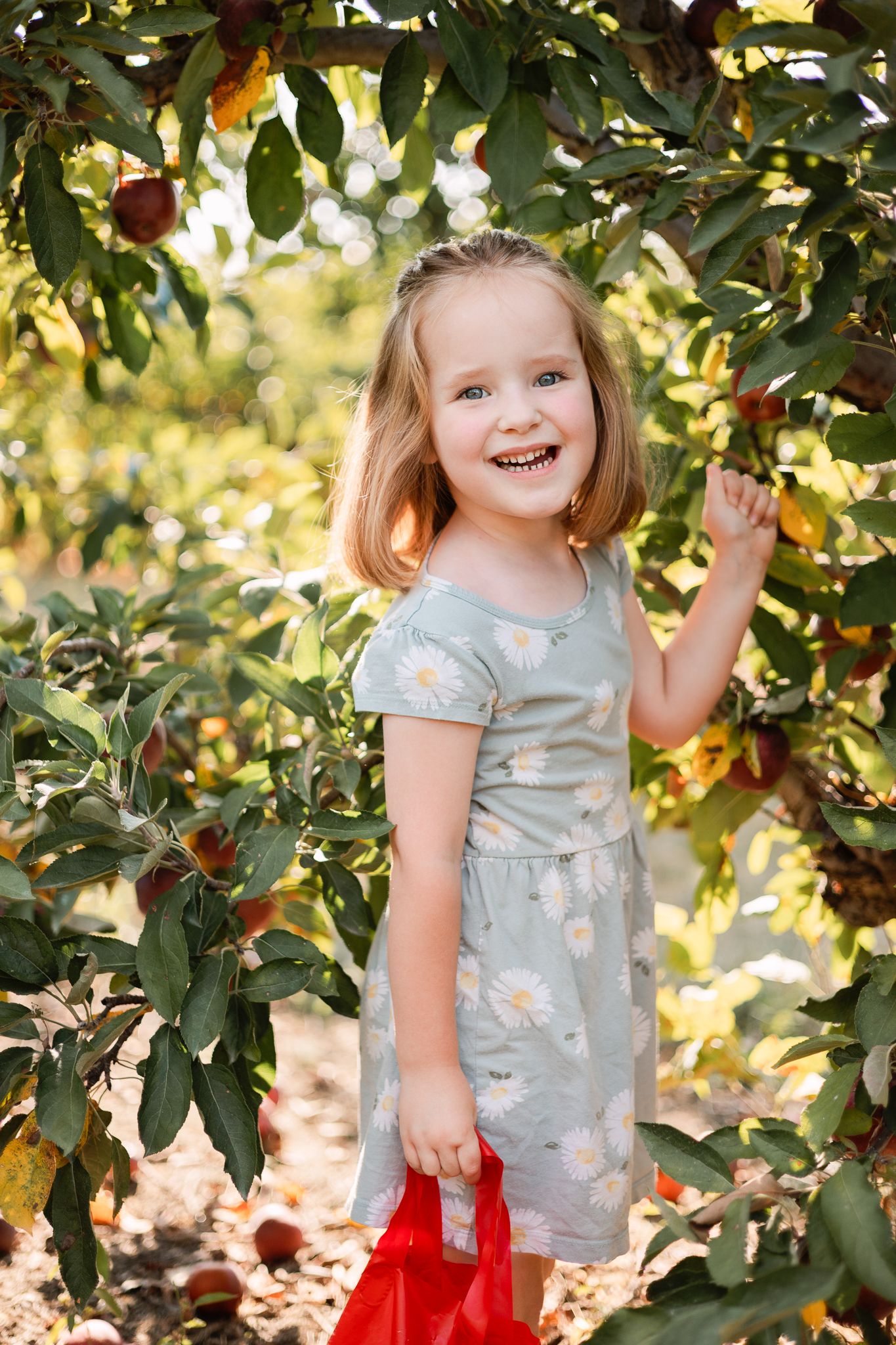 child at apple orchard picking an apple in Greenfield, IN