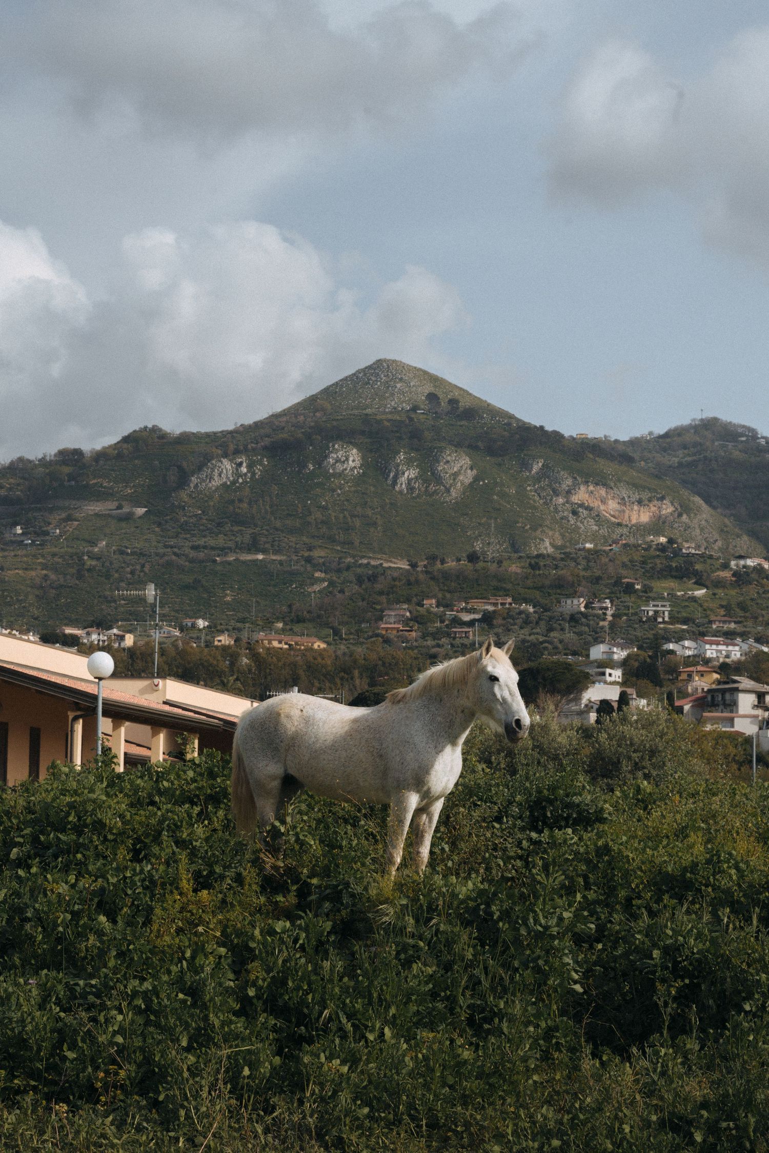 White horse standing in an orange grove with mountains in the background.