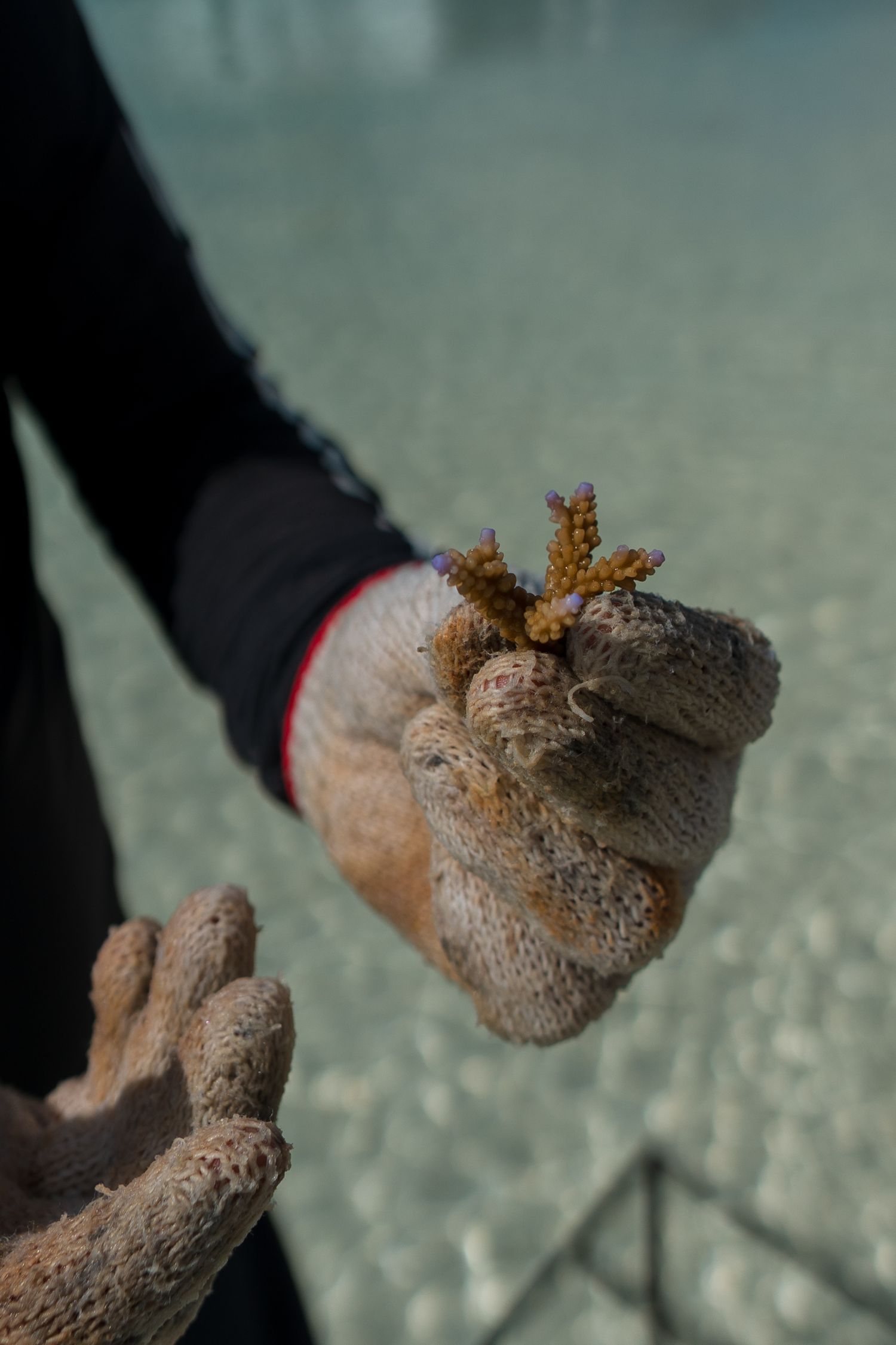 Close-up of coral specimens being held underwater against a turquoise ocean background.