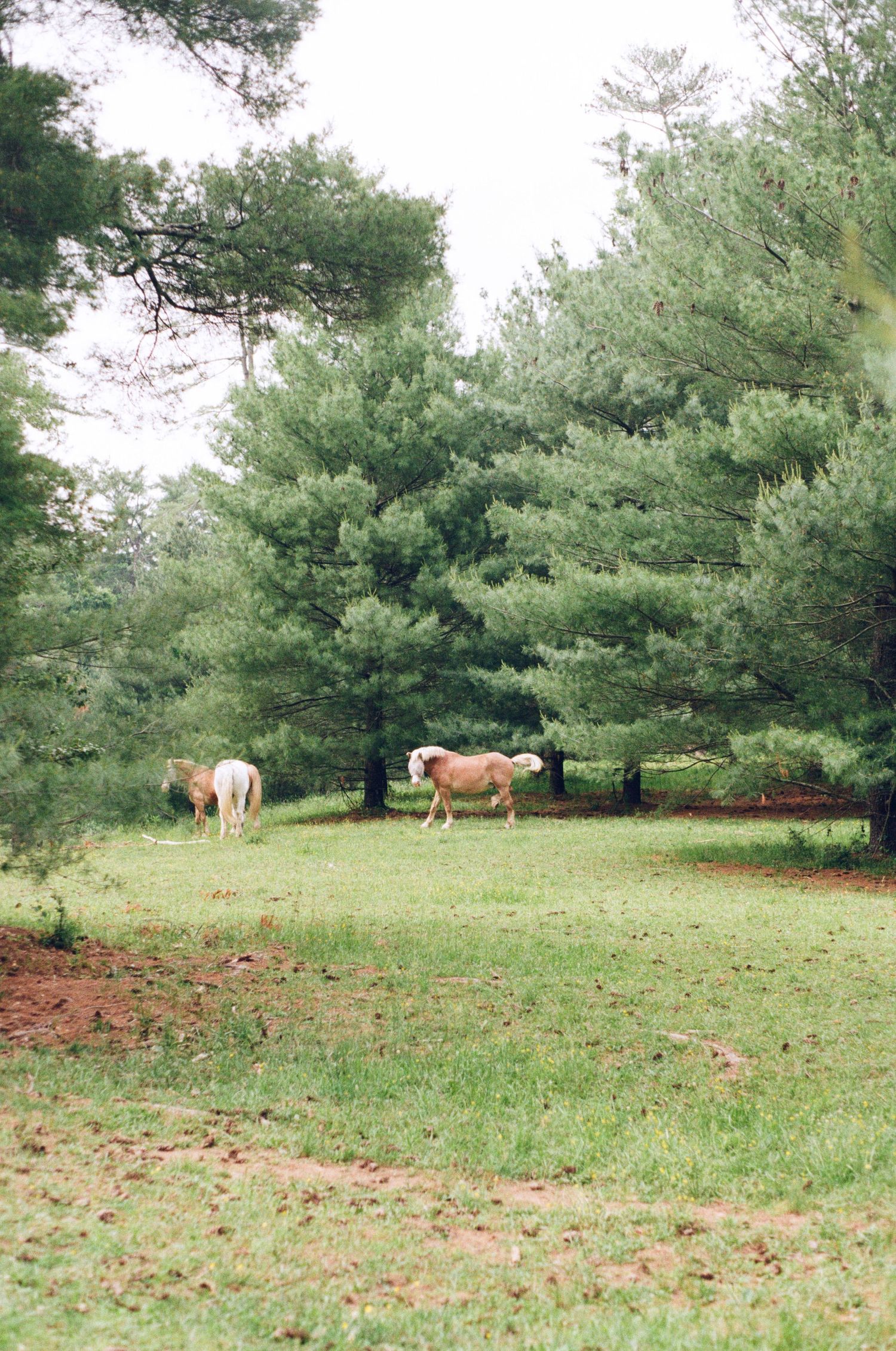 Two horses graze in a grassy field surrounded by tall pine trees on an overcast day.
