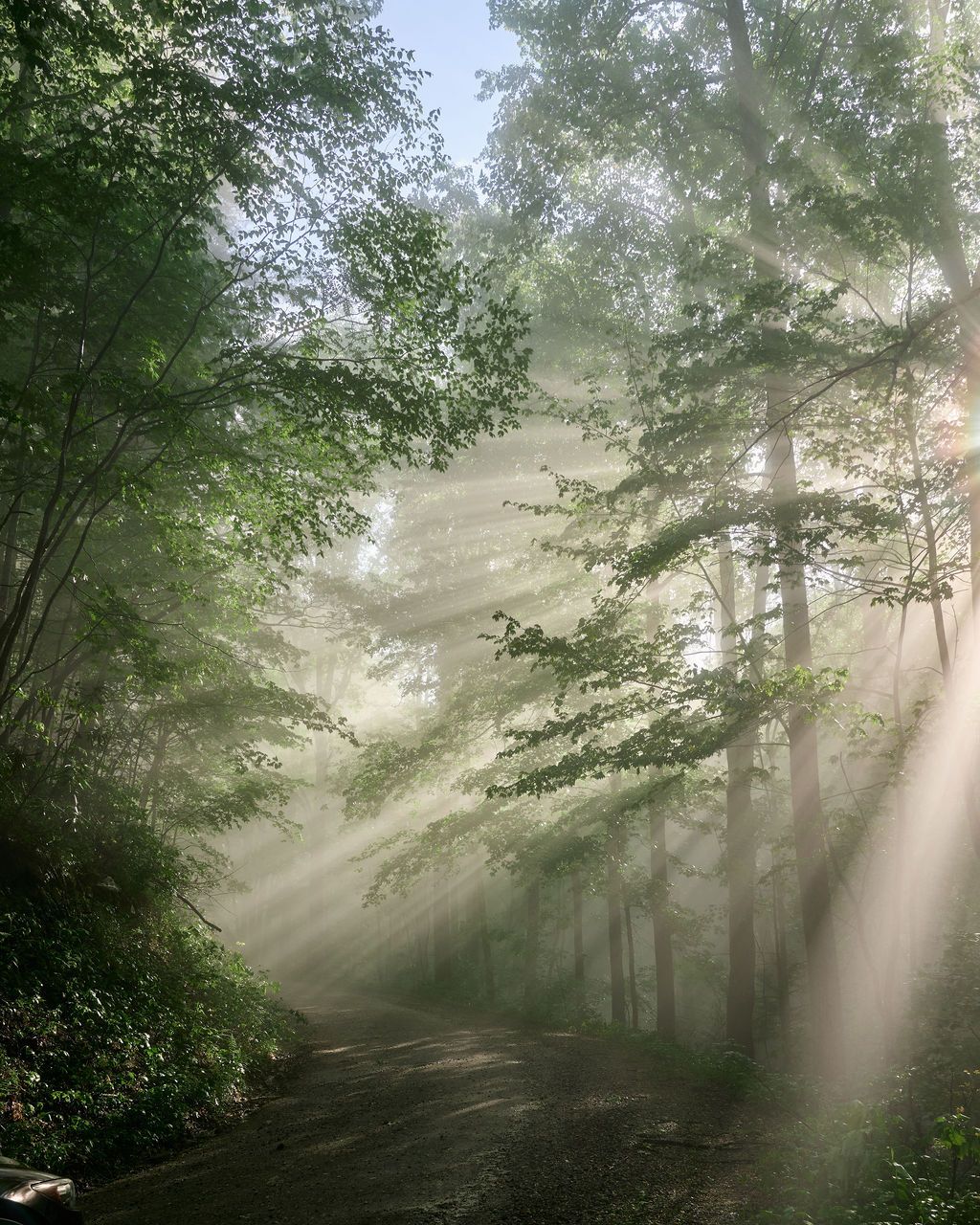 Ethereal sunbeams shine through a misty green forest creating dramatic rays of light between the trees.