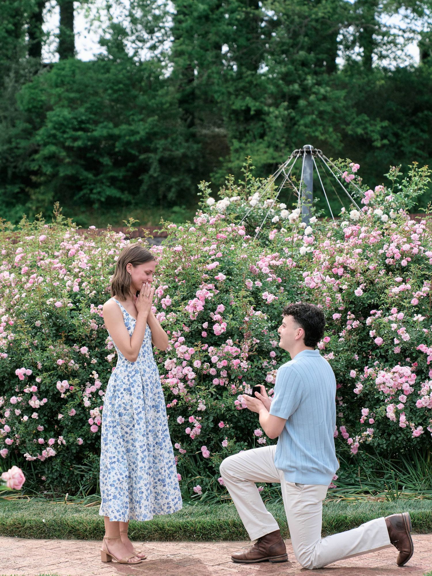 Man proposes on one knee to woman in floral dress amid blooming pink roses in a lush garden setting.