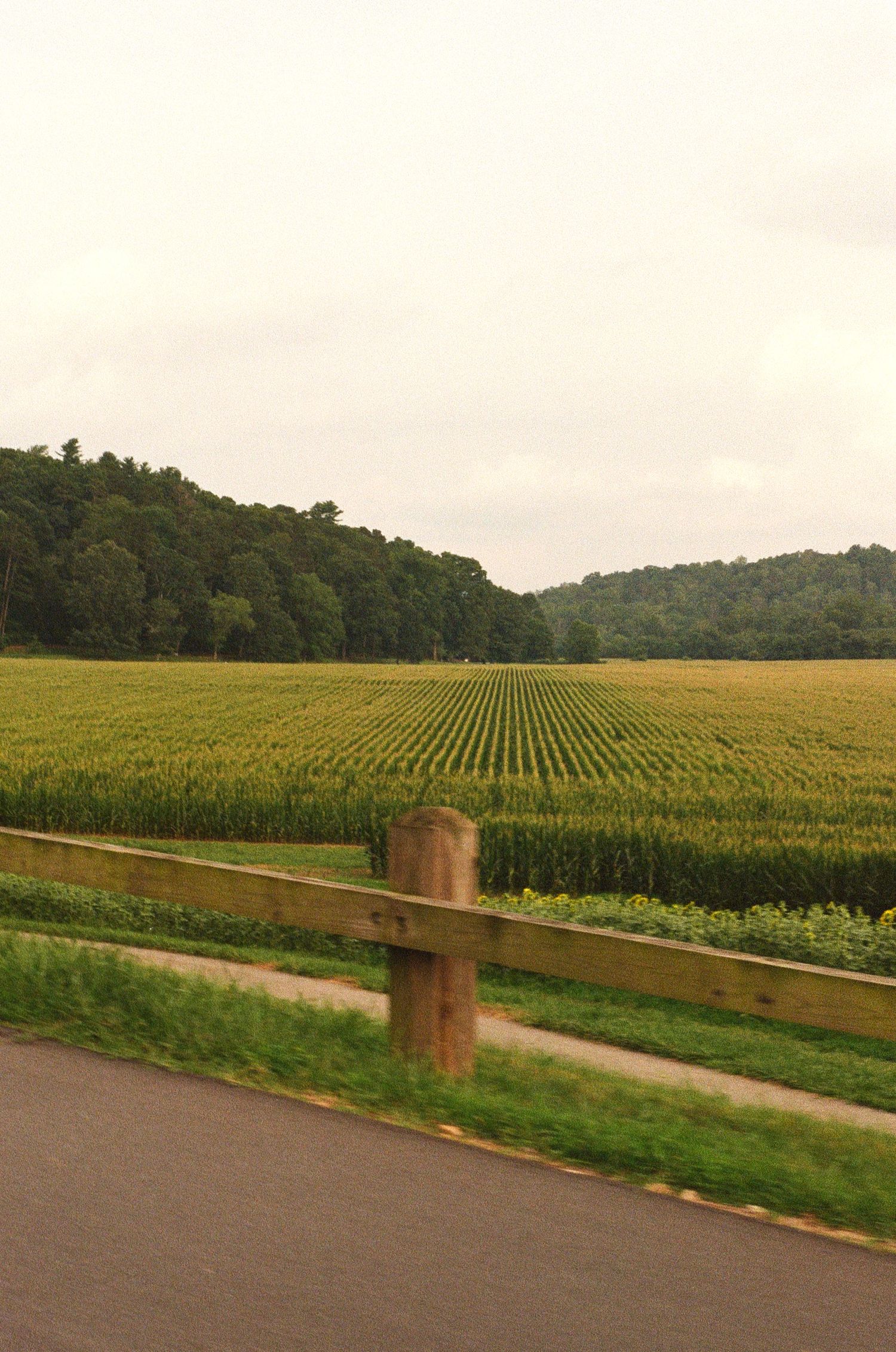 Rows of corn stretch across a rural field bordered by a wooden fence and forested hills in the background.