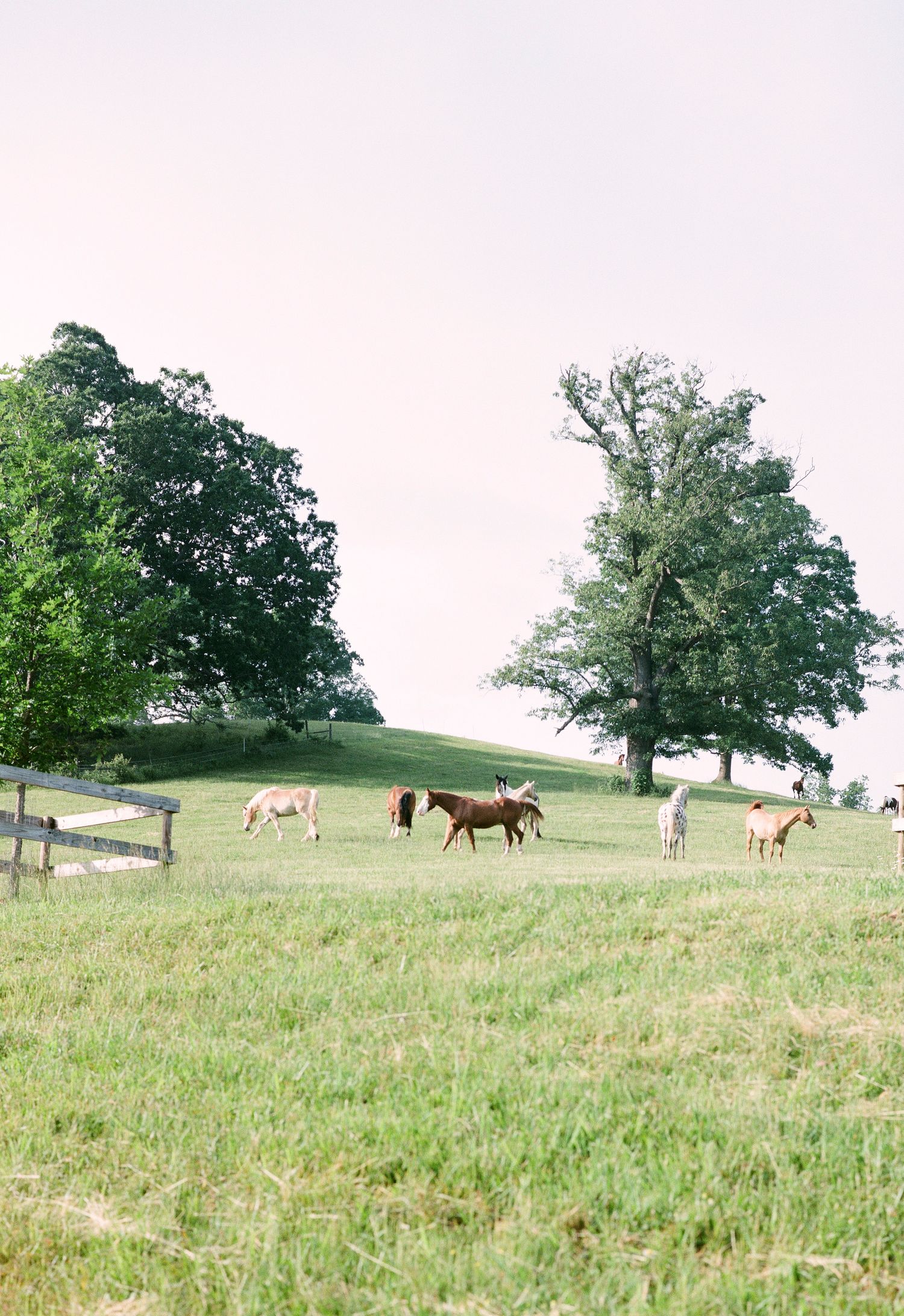 Horses running at the Biltmore Estate.