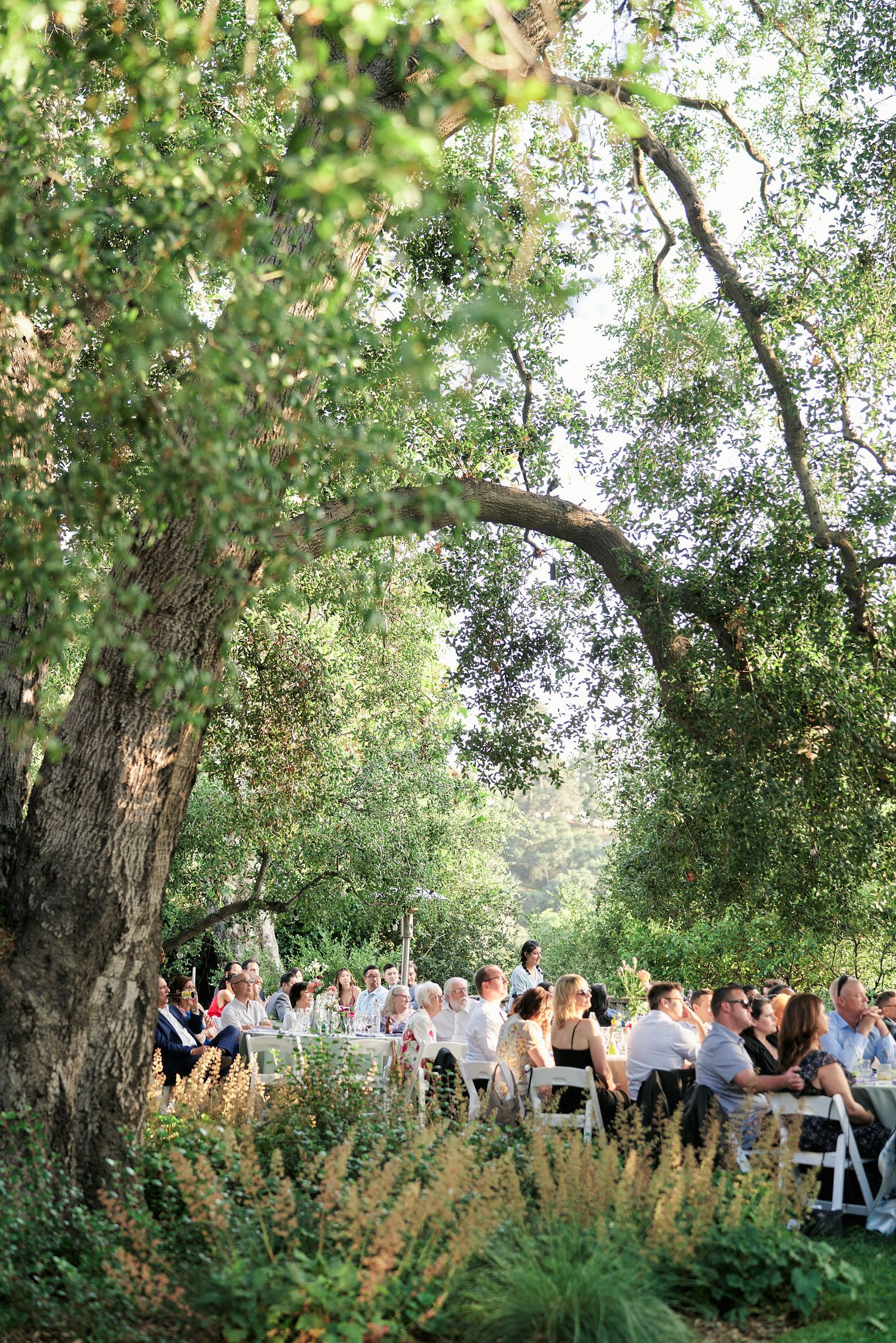 Garden wedding ceremony setup with white chairs arranged under tall trees in natural lighting.