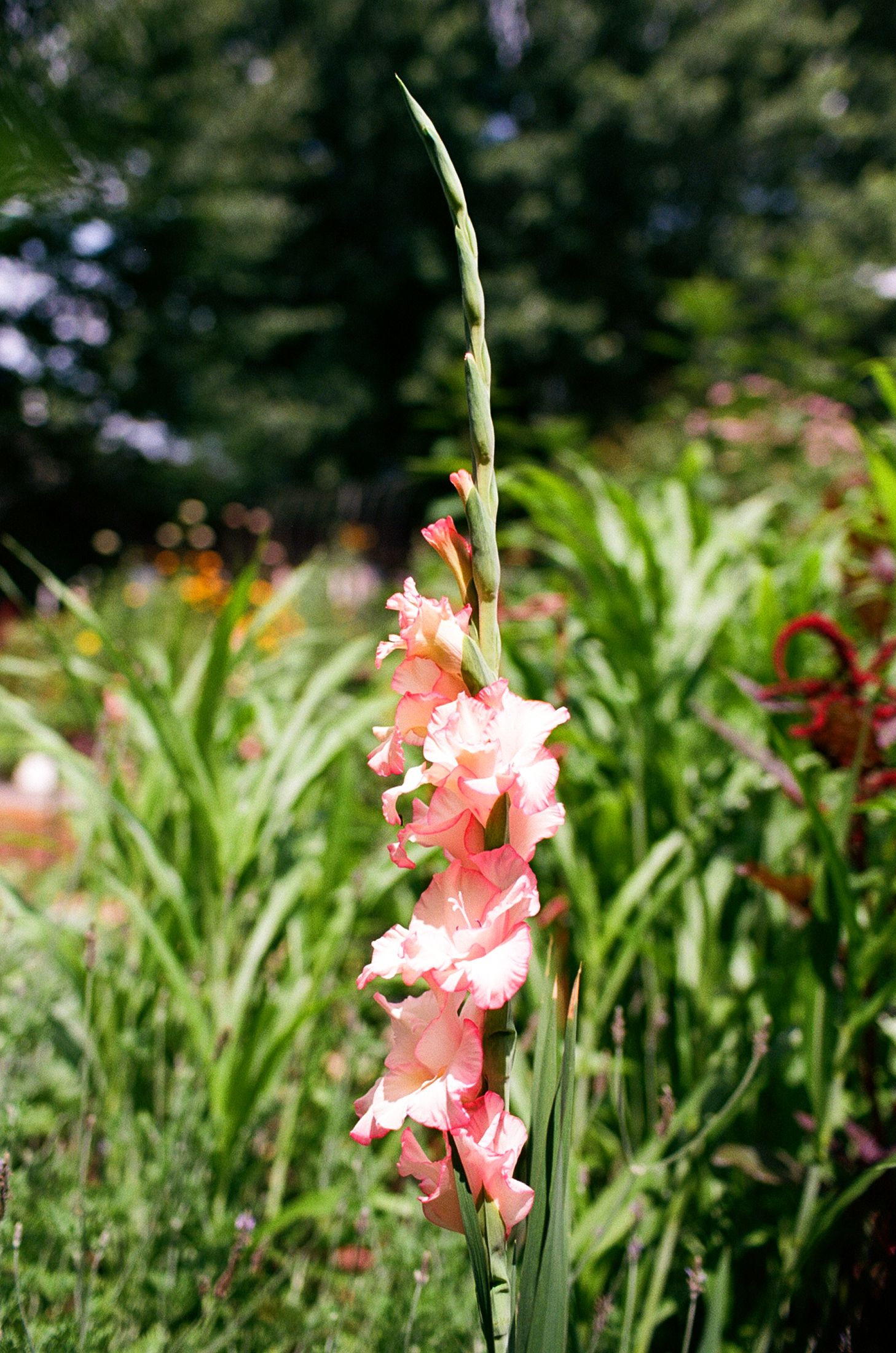 Pink gladiolus flowers blooming on a tall green stem in a lush garden with trees in the background.