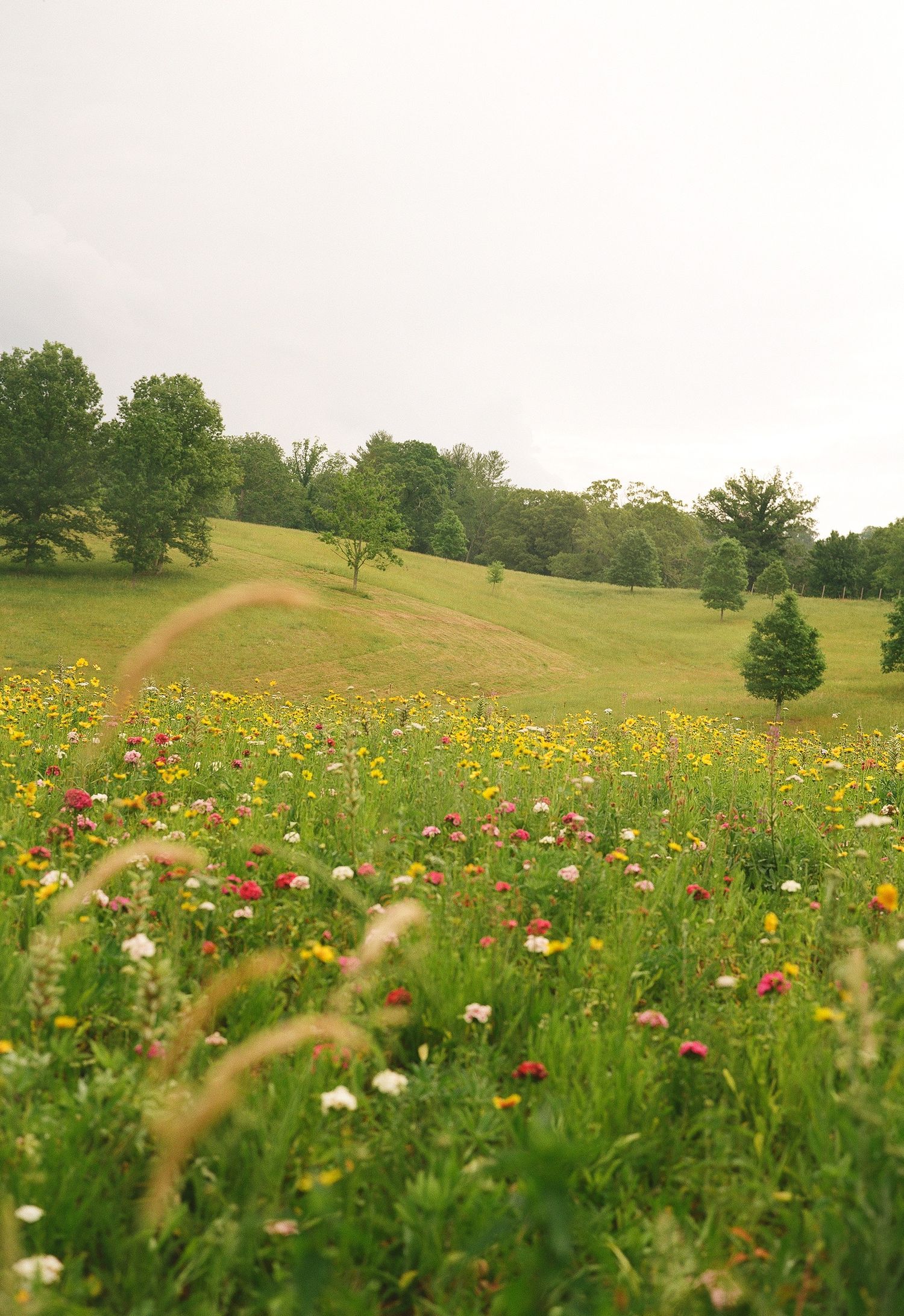 A vibrant wildflower meadow with colorful blooms on a rolling green hillside surrounded by lush trees under an overcast sky.