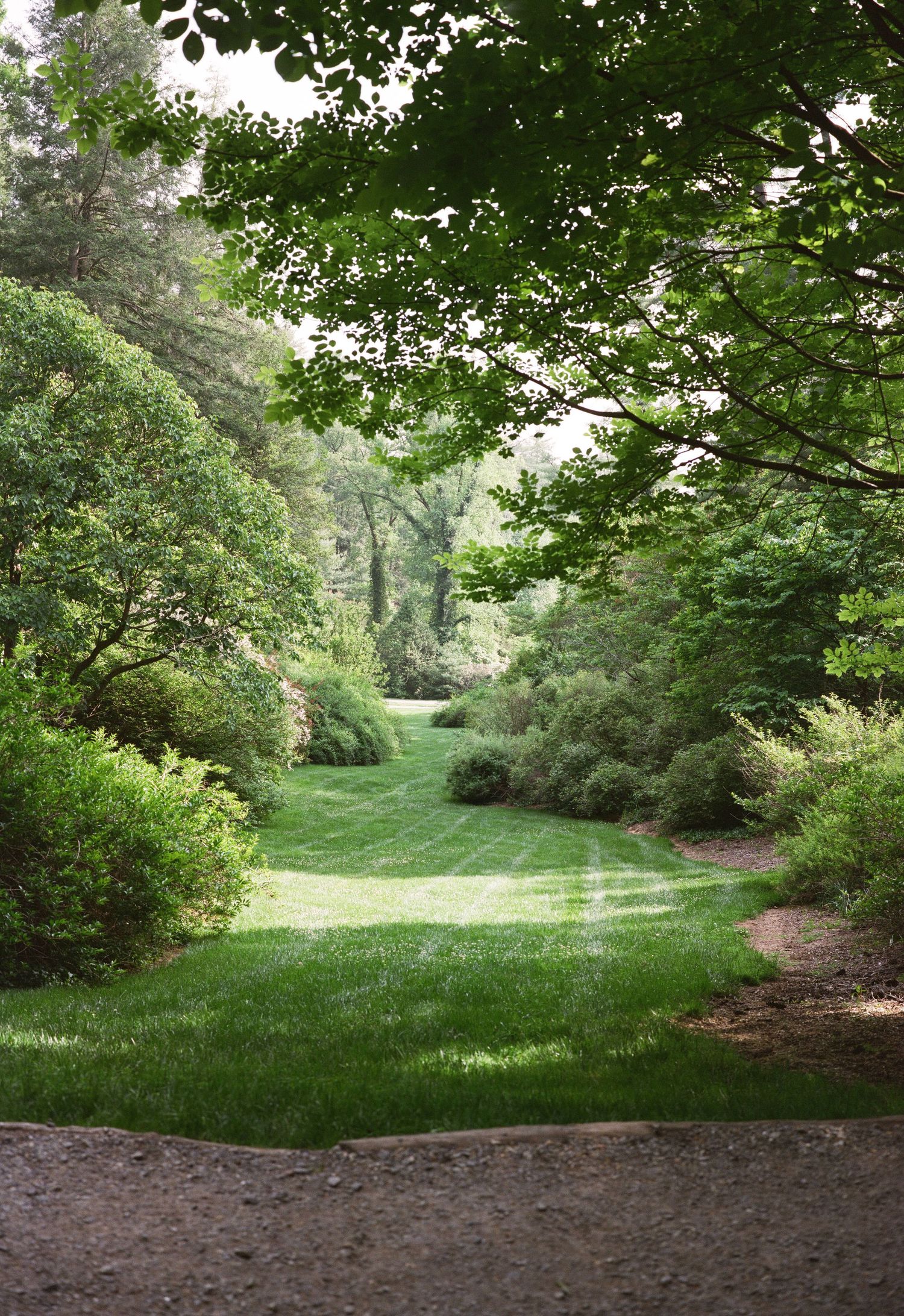 Serene garden path winding through lush green trees and landscaping.