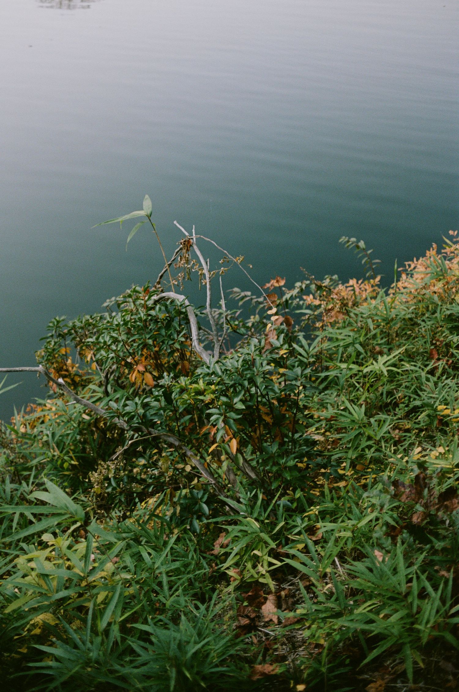 Green foliage and plants grow along a coastal cliff edge overlooking calm turquoise waters.