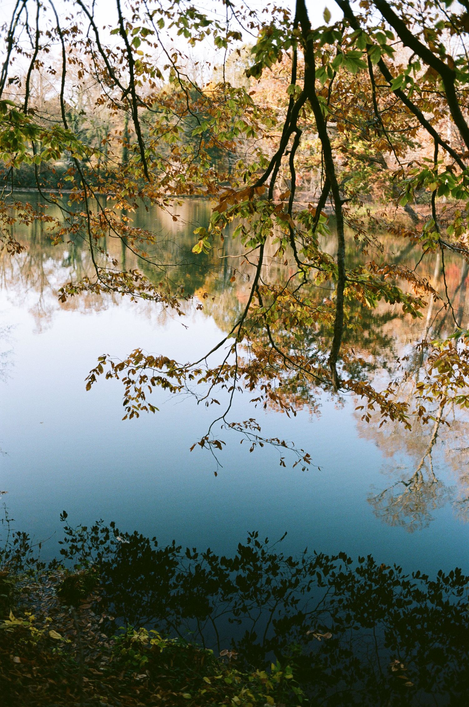 Delicate tree branches with autumn leaves hang over a calm reflective lake surface.