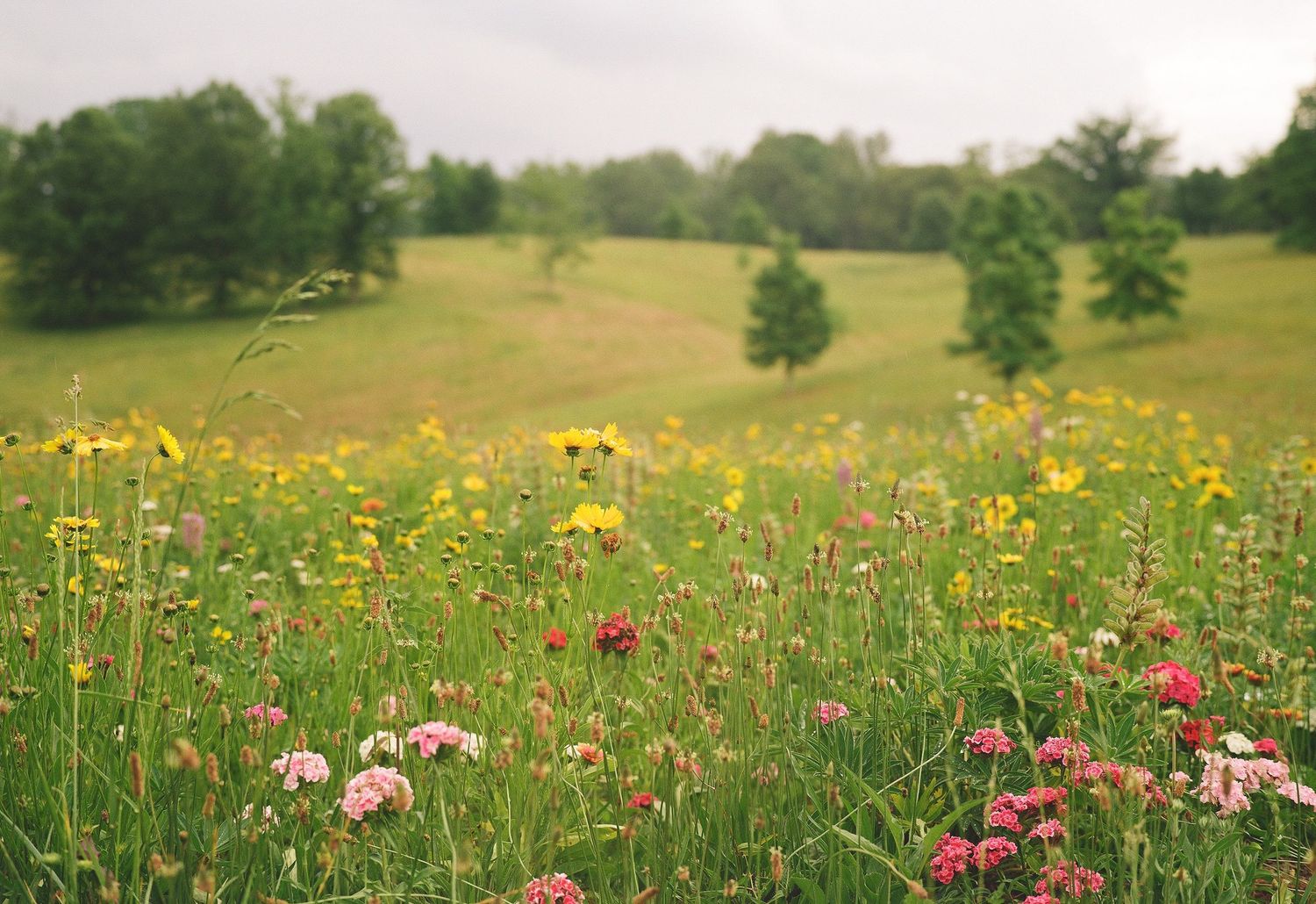 Colorful wildflower meadow with pink and yellow blooms, lush green grass, and trees under an overcast sky.