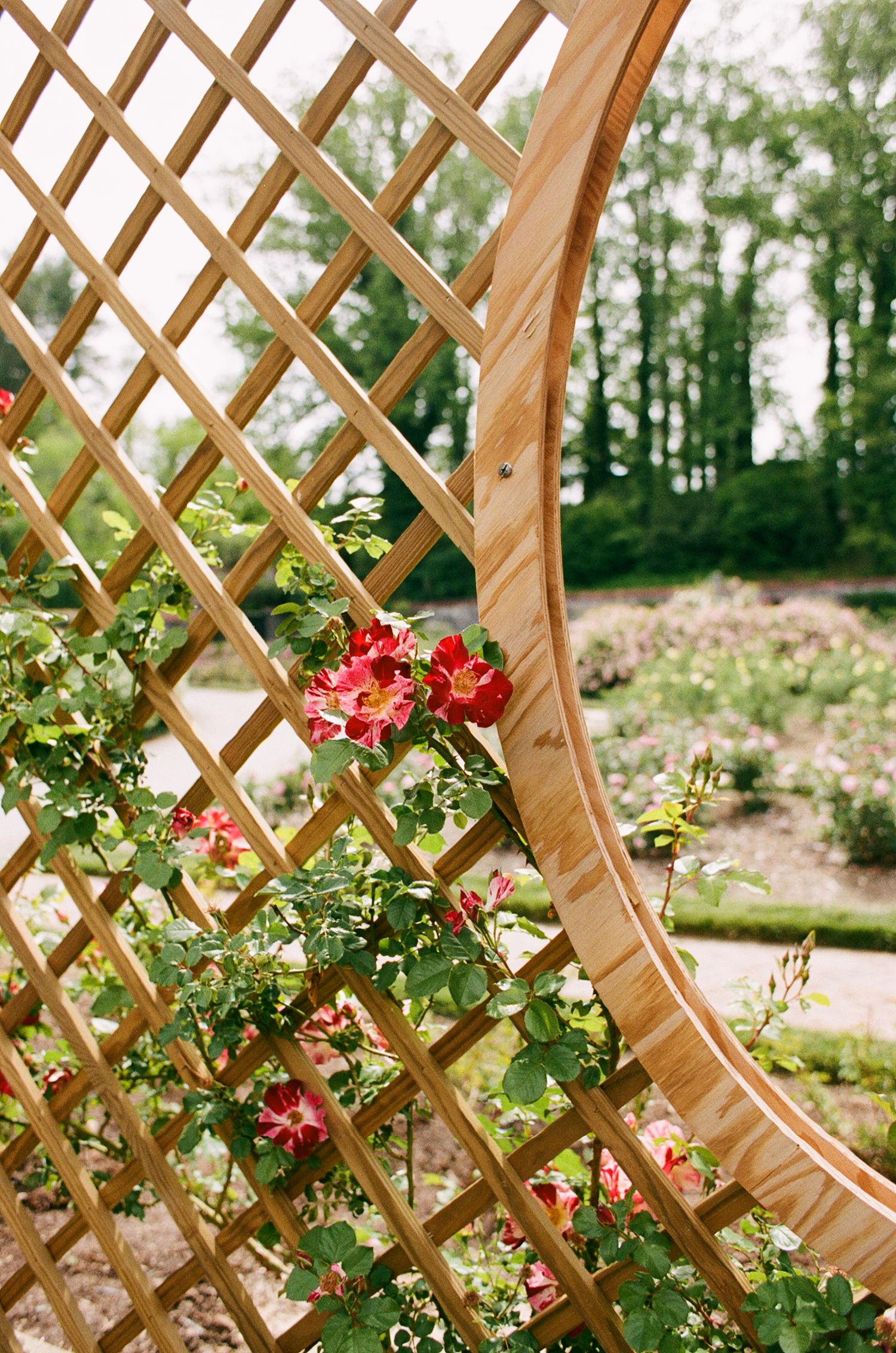 Wooden lattice trellis arch with blooming red roses in a lush garden setting.