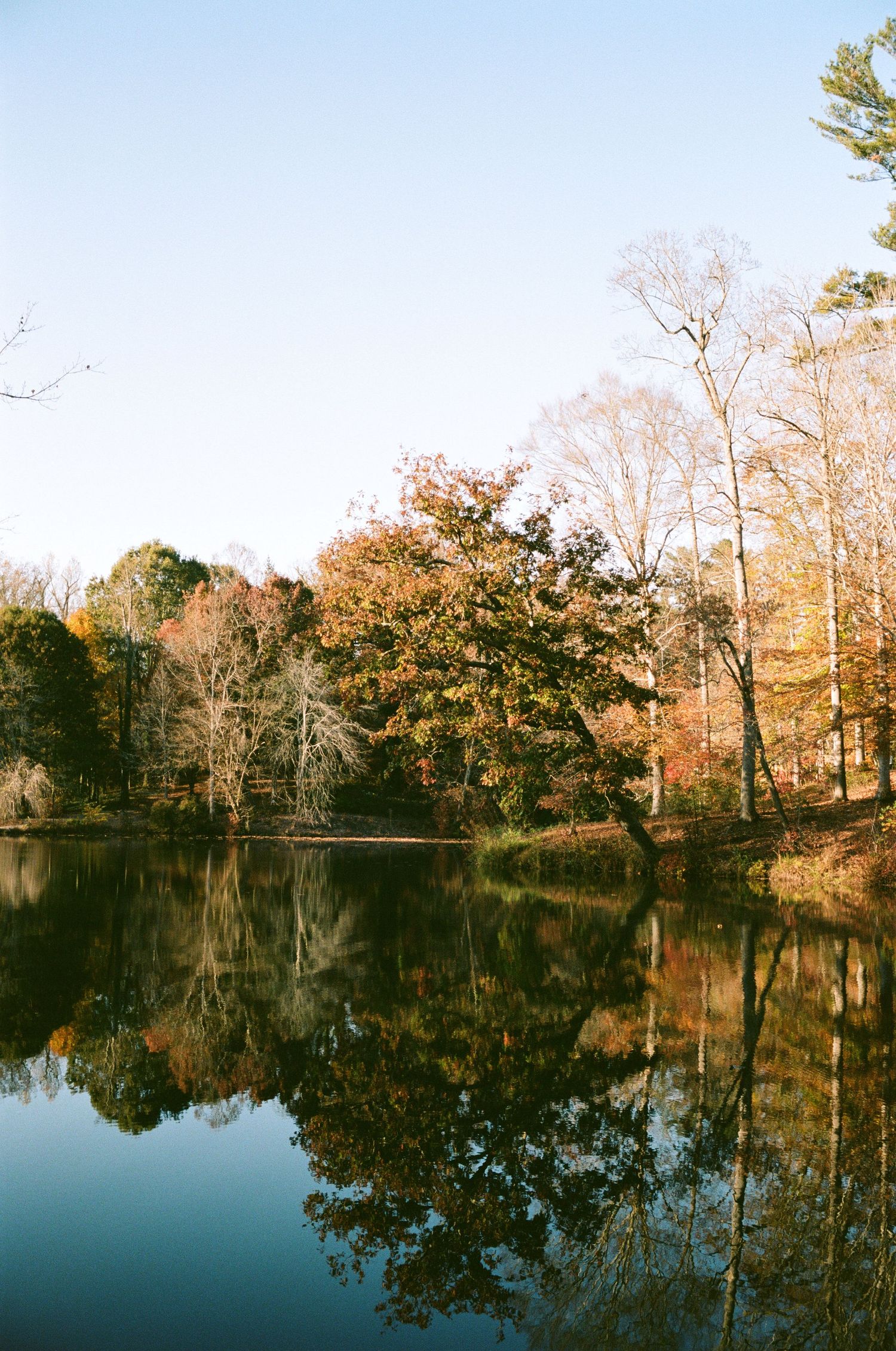 Autumn trees with golden foliage reflect perfectly in still lake waters during fall season.