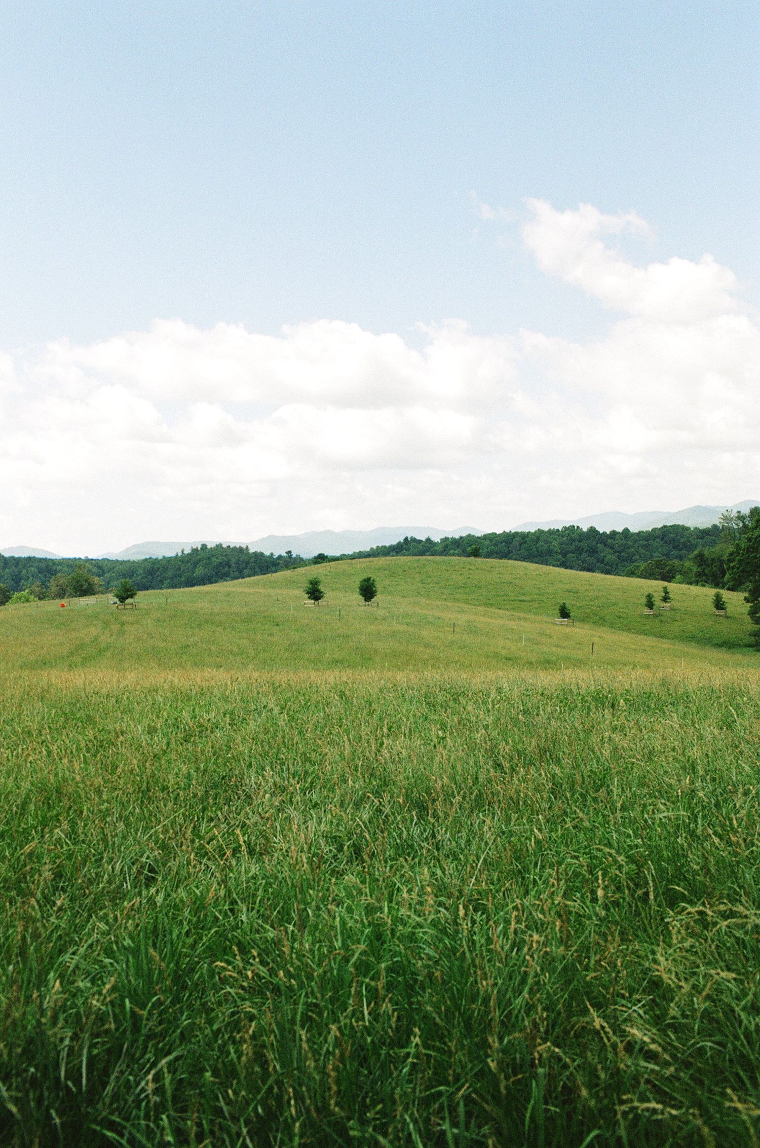 Lush green rolling meadow with scattered trees under a partly cloudy sky, with forested hills in the background.
