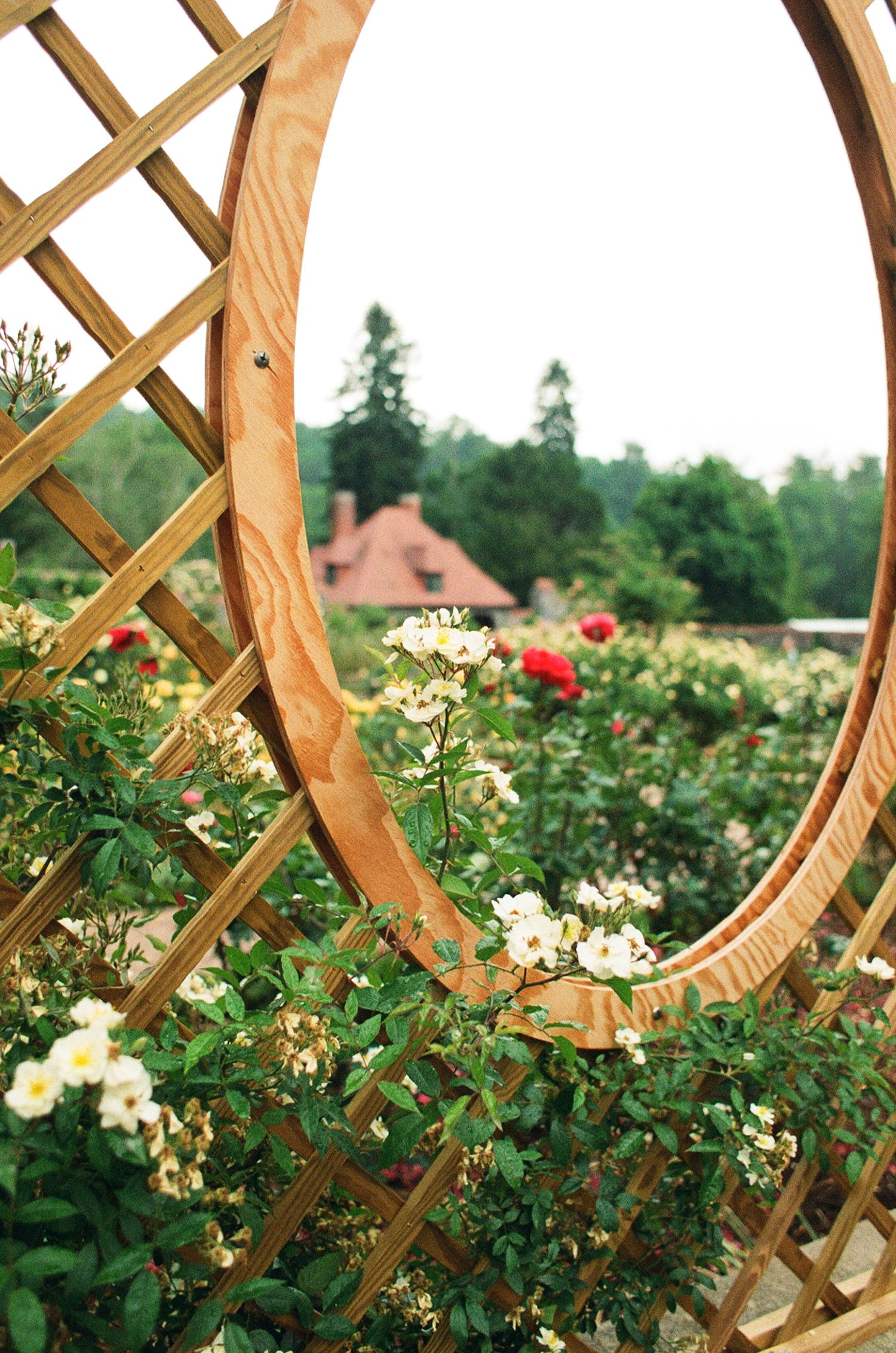 Wooden garden trellis with circular arch surrounded by blooming white and red roses with a house in the background.