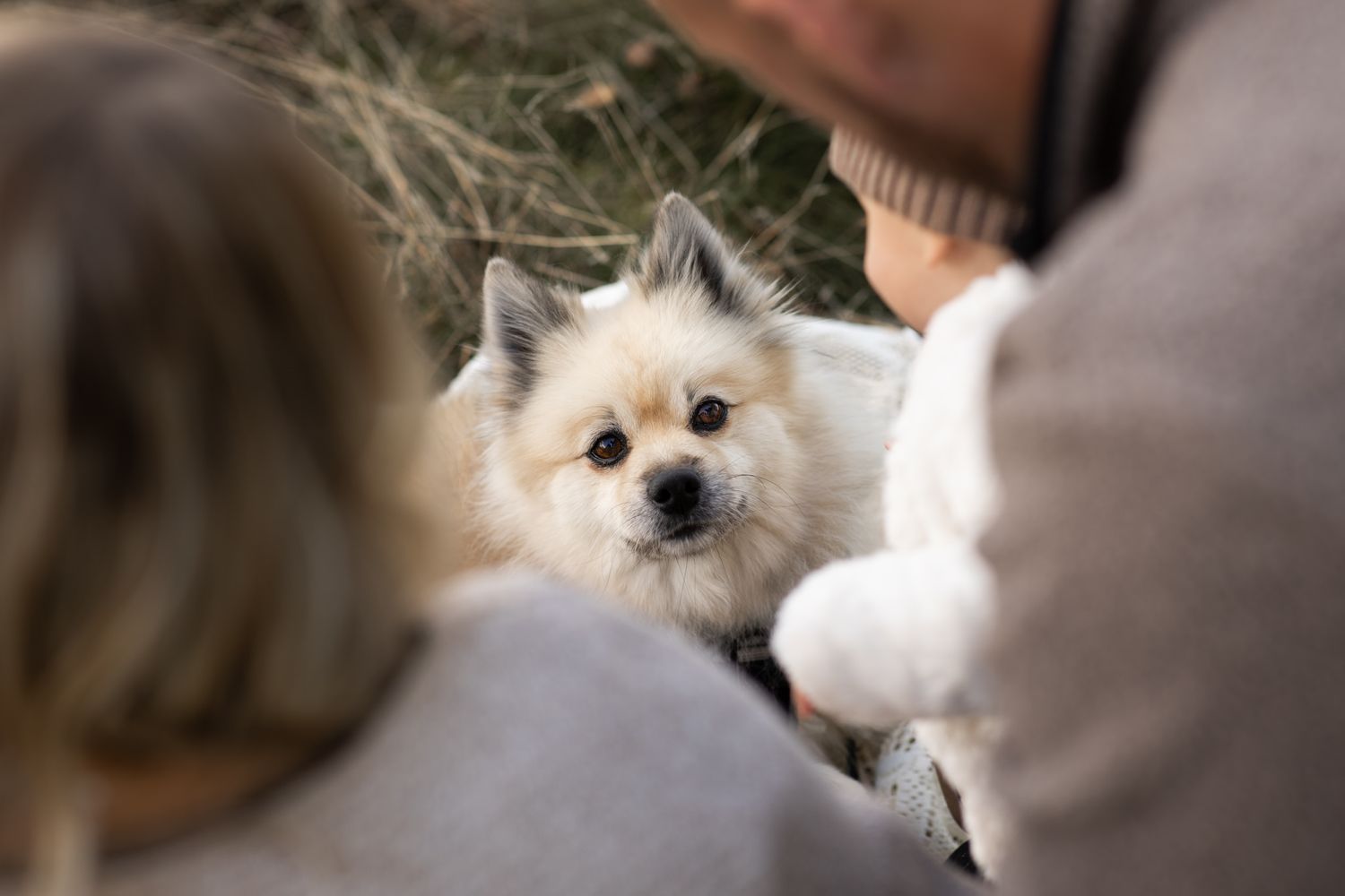 Familjefotografering där hunden också får vara med. Fokus på hunden som tittar in i kameran medan familjen är i förgrunden vända från kamera