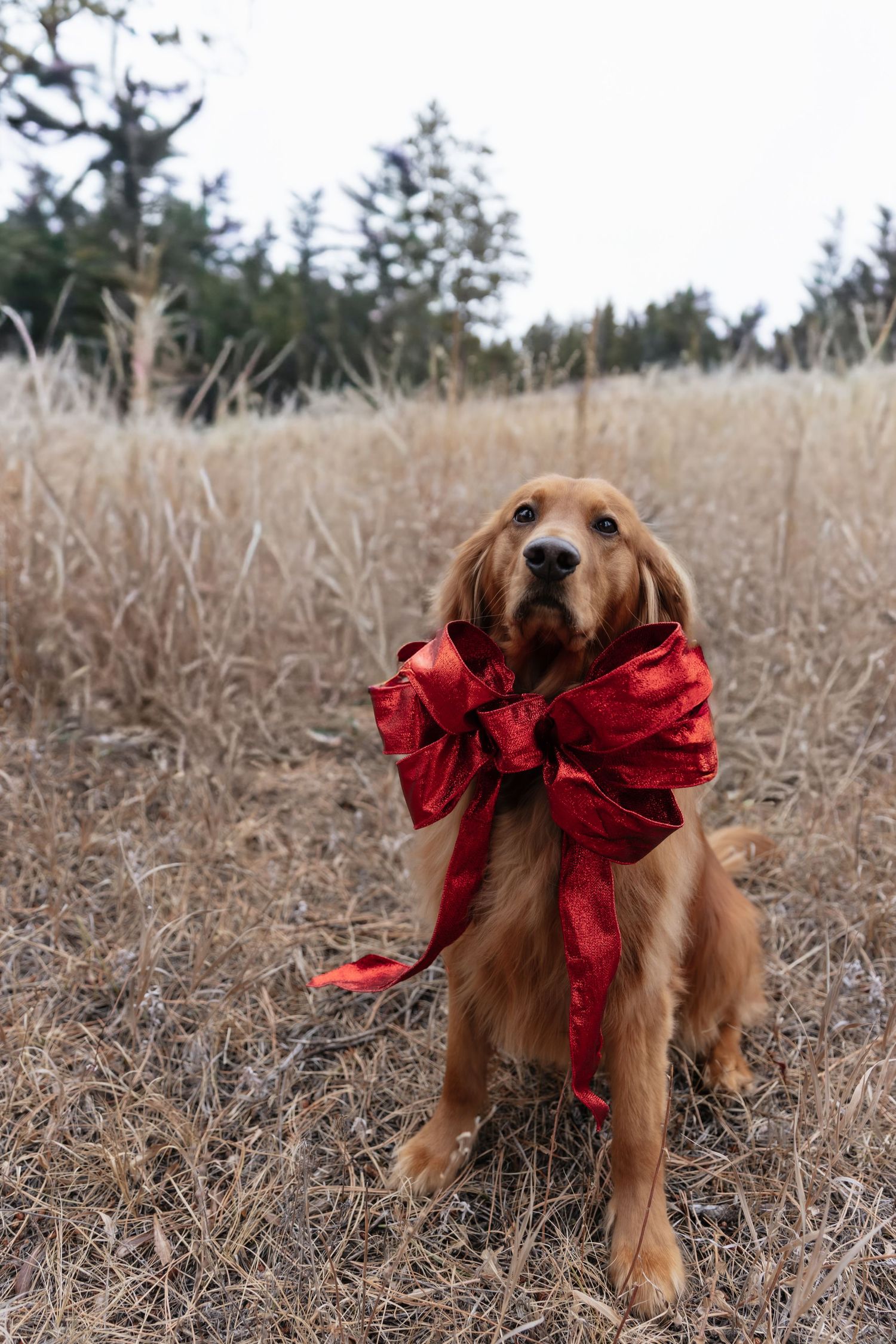 Golden retriever dog wearing a large red bow sitting in a dry grass field with evergreen trees in background.