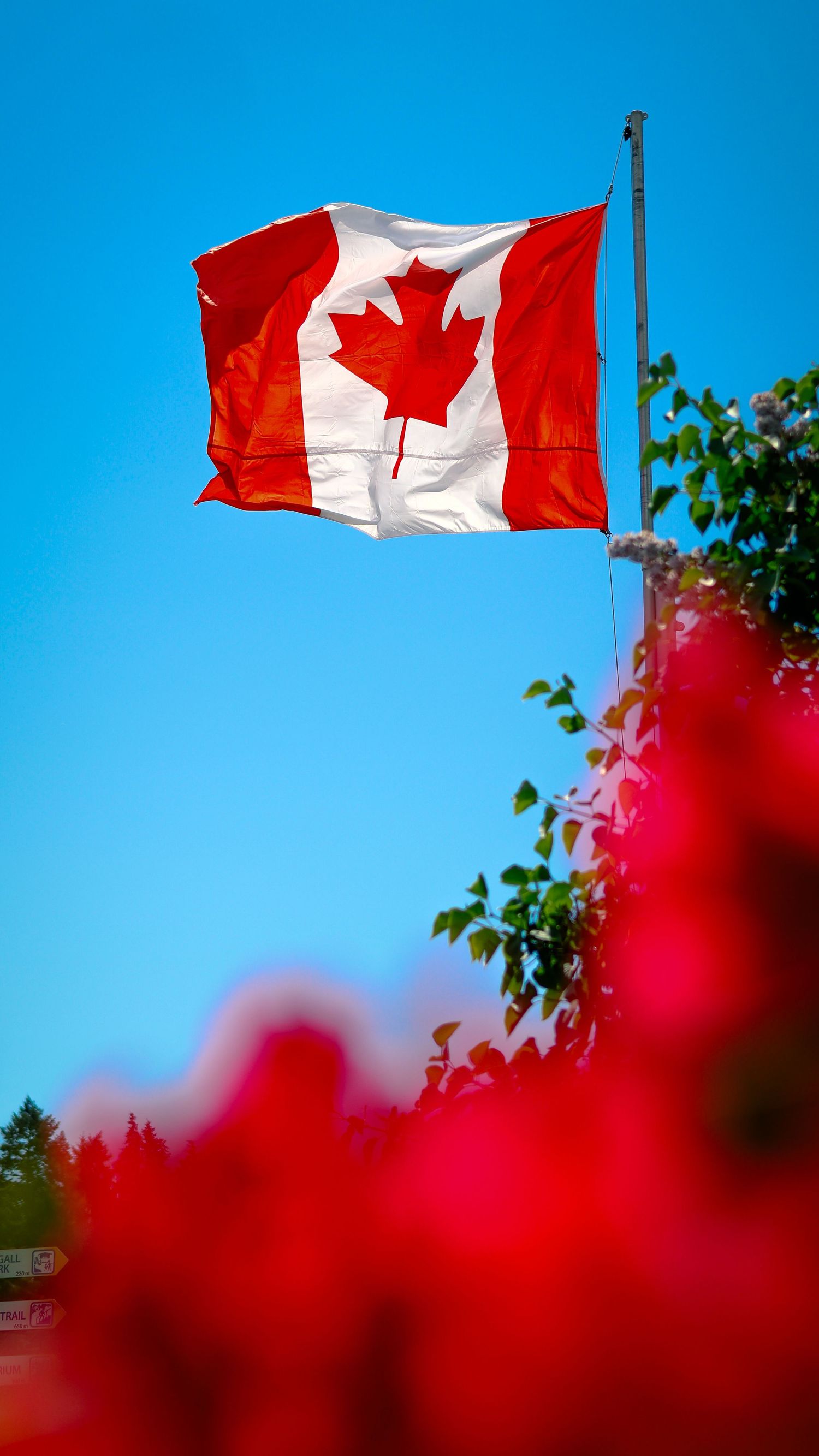 Canadian flag waving against a clear blue sky with red flowers and green foliage in the foreground.