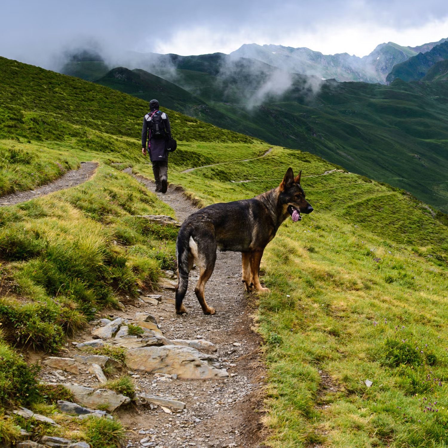 Hiker and German Shepherd dog on a rocky mountain trail with misty green hills in background.
