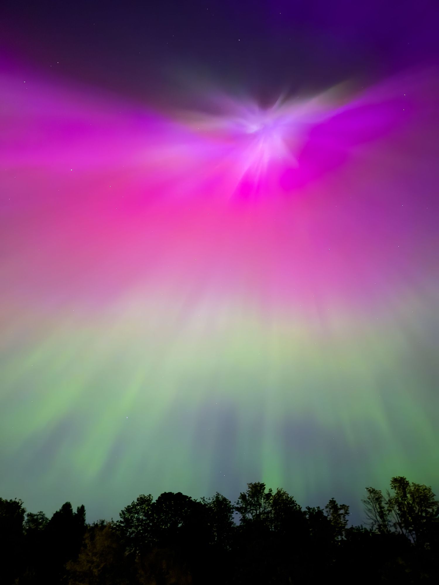 Spectacular aurora borealis display with vivid pink, purple and green lights over dark treetops.
