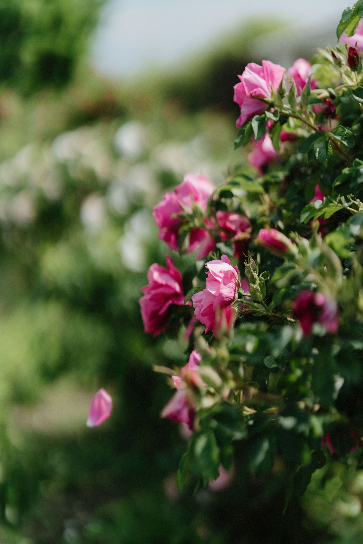Pink roses bloom in soft focus against a blurred green garden background.