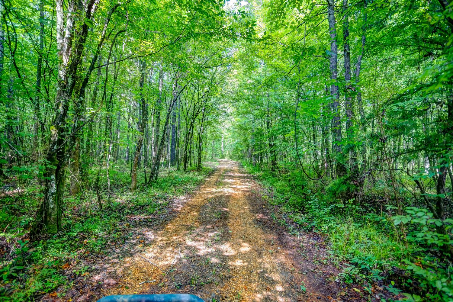 A dirt path winds through a lush green forest with tall trees creating a natural canopy overhead.
