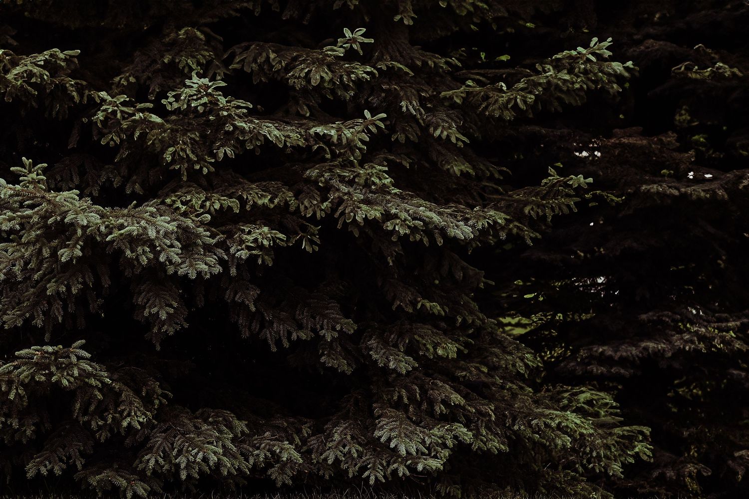 Dark green maple tree leaves create a natural canopy pattern against a moody forest background.