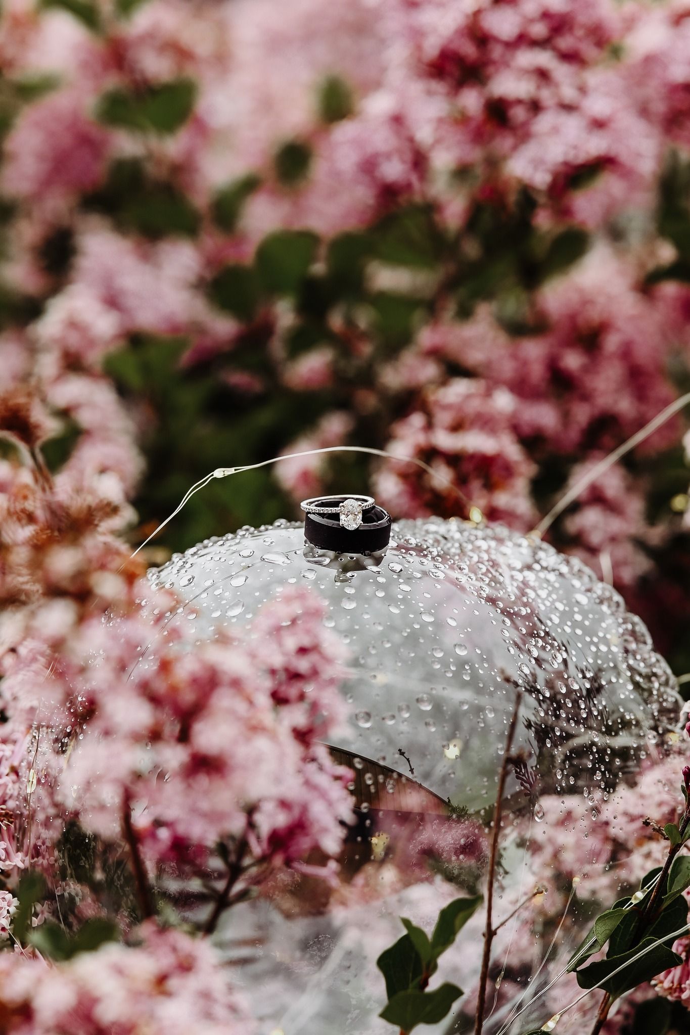 Diamond engagement ring and clear umbrella with water droplets surrounded by blooming pink cherry blossoms in spring.